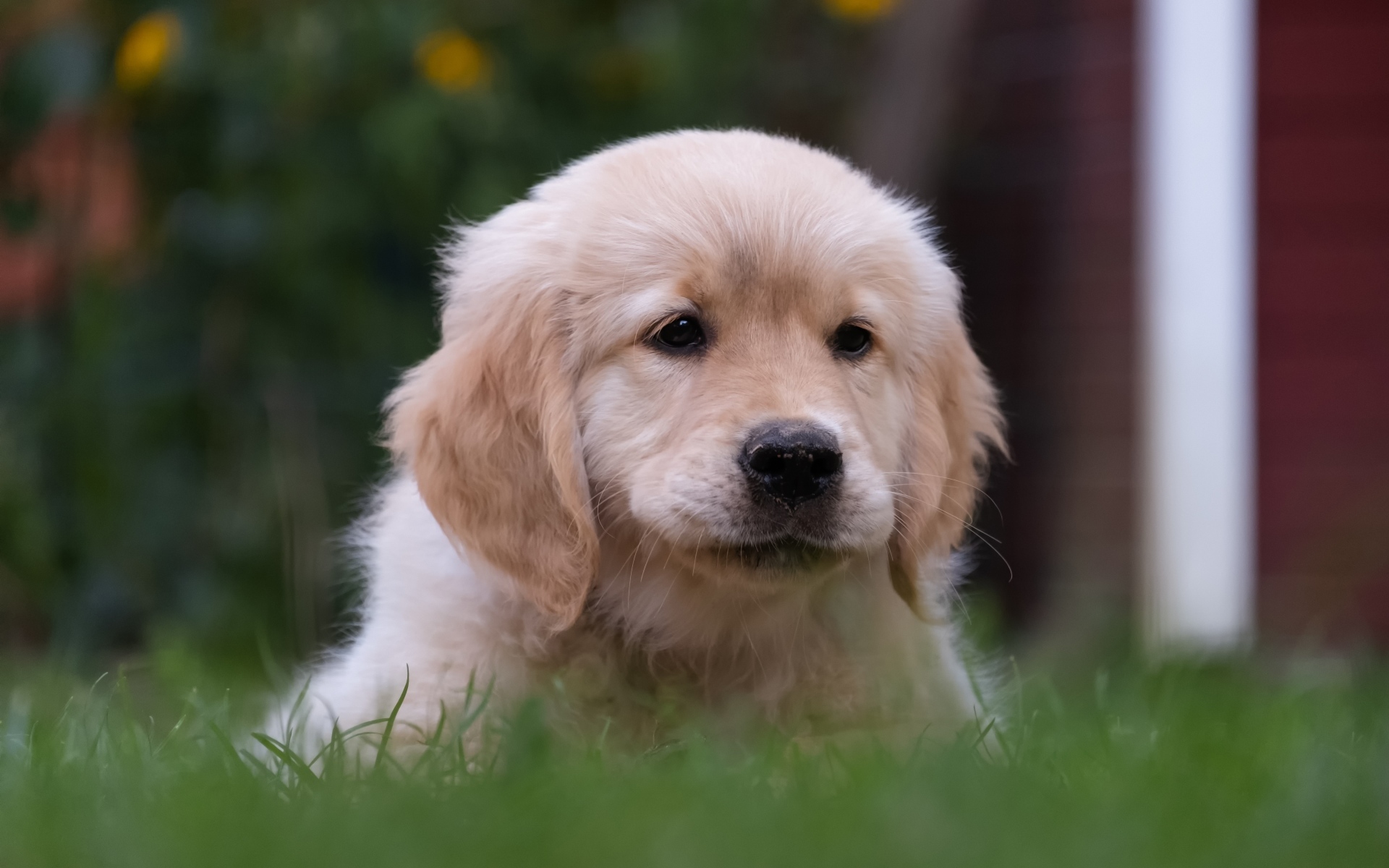 Маленький щенок золотистого ретривера в траве