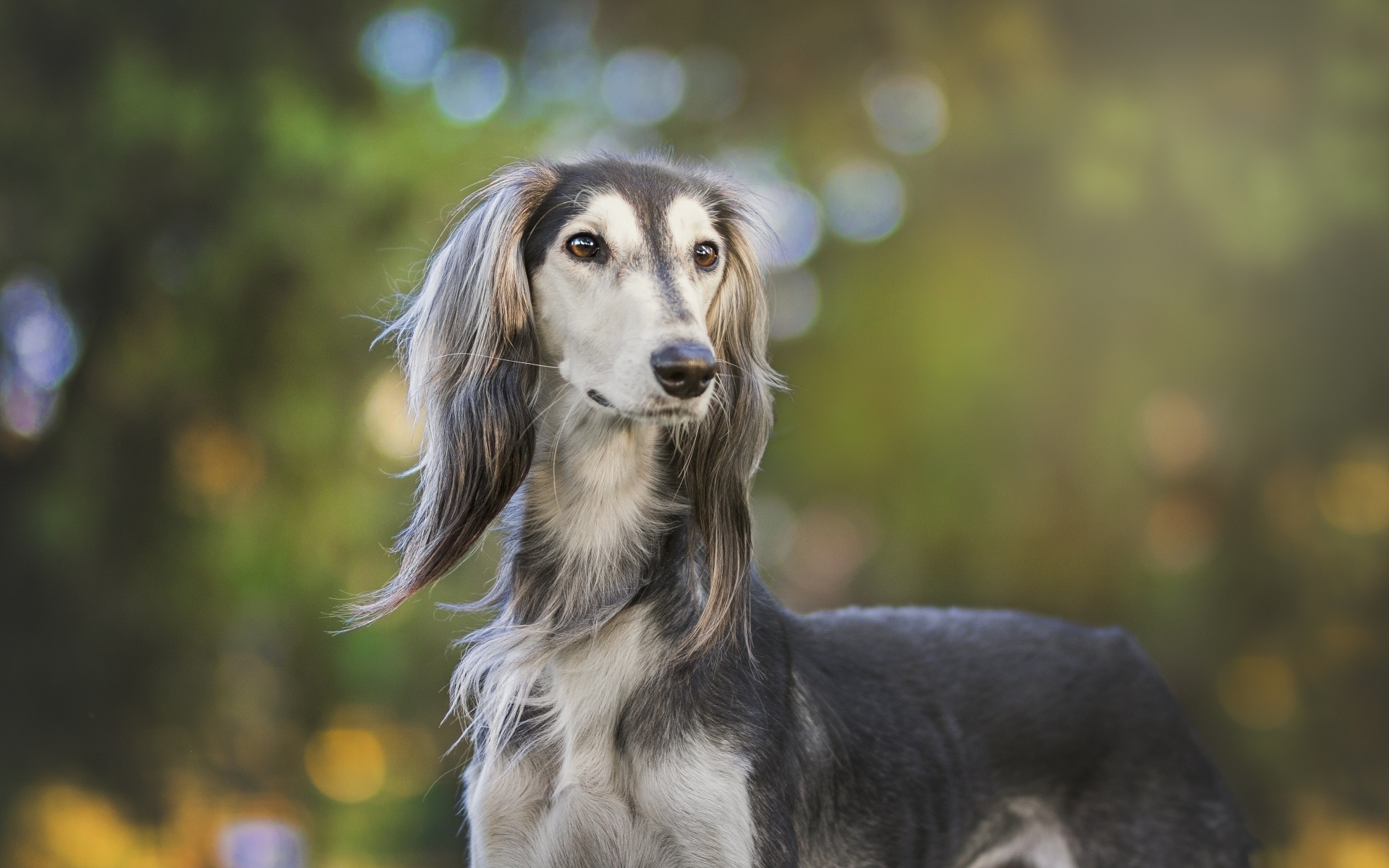 Породистая охотничья собака