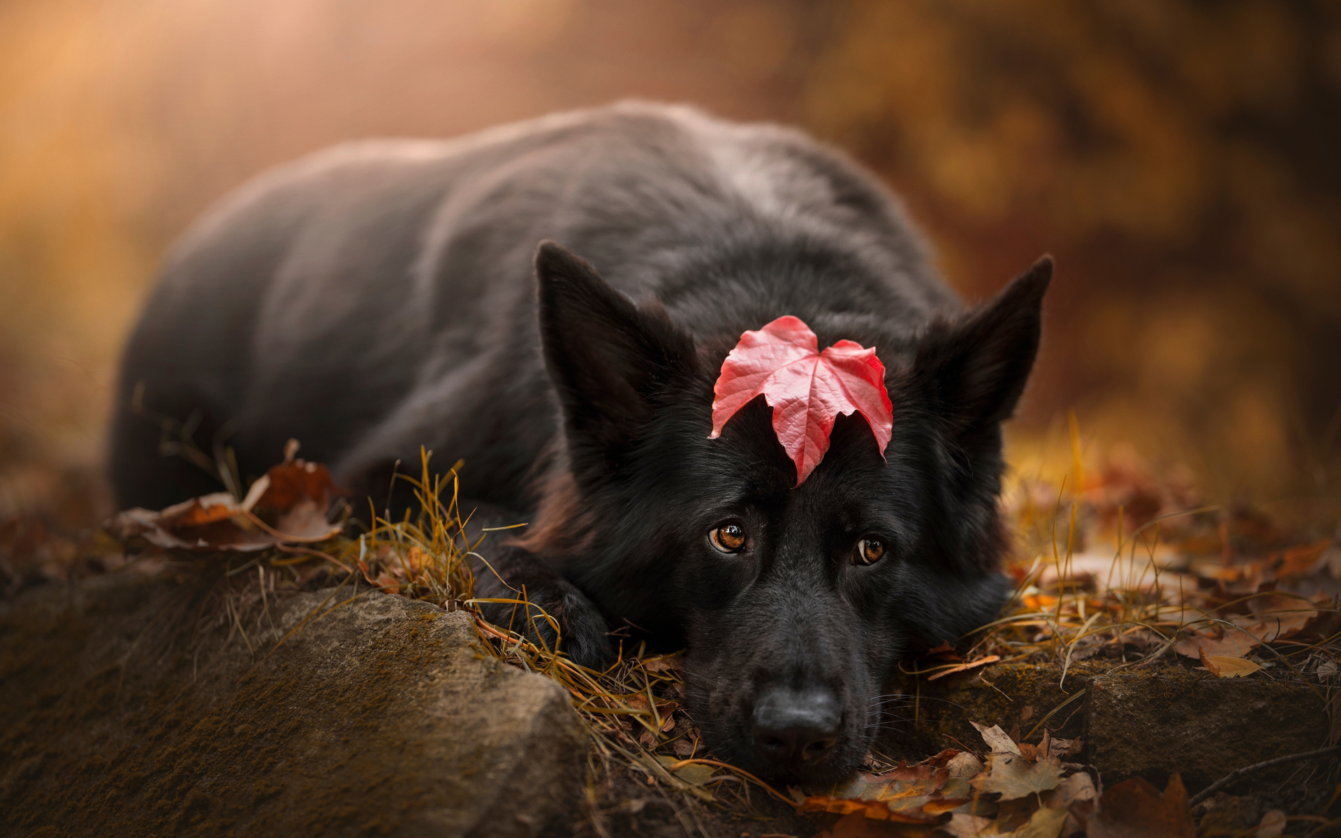 Грустный пес лежит на холодной земле