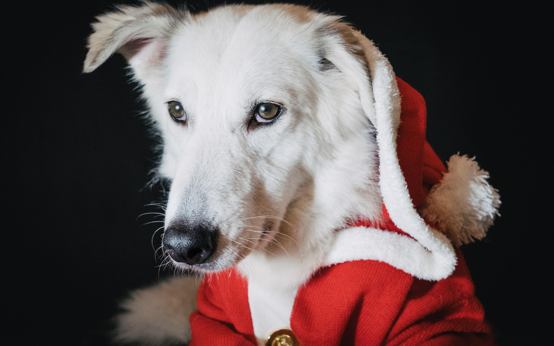 Грустная белая собака в красном костюме