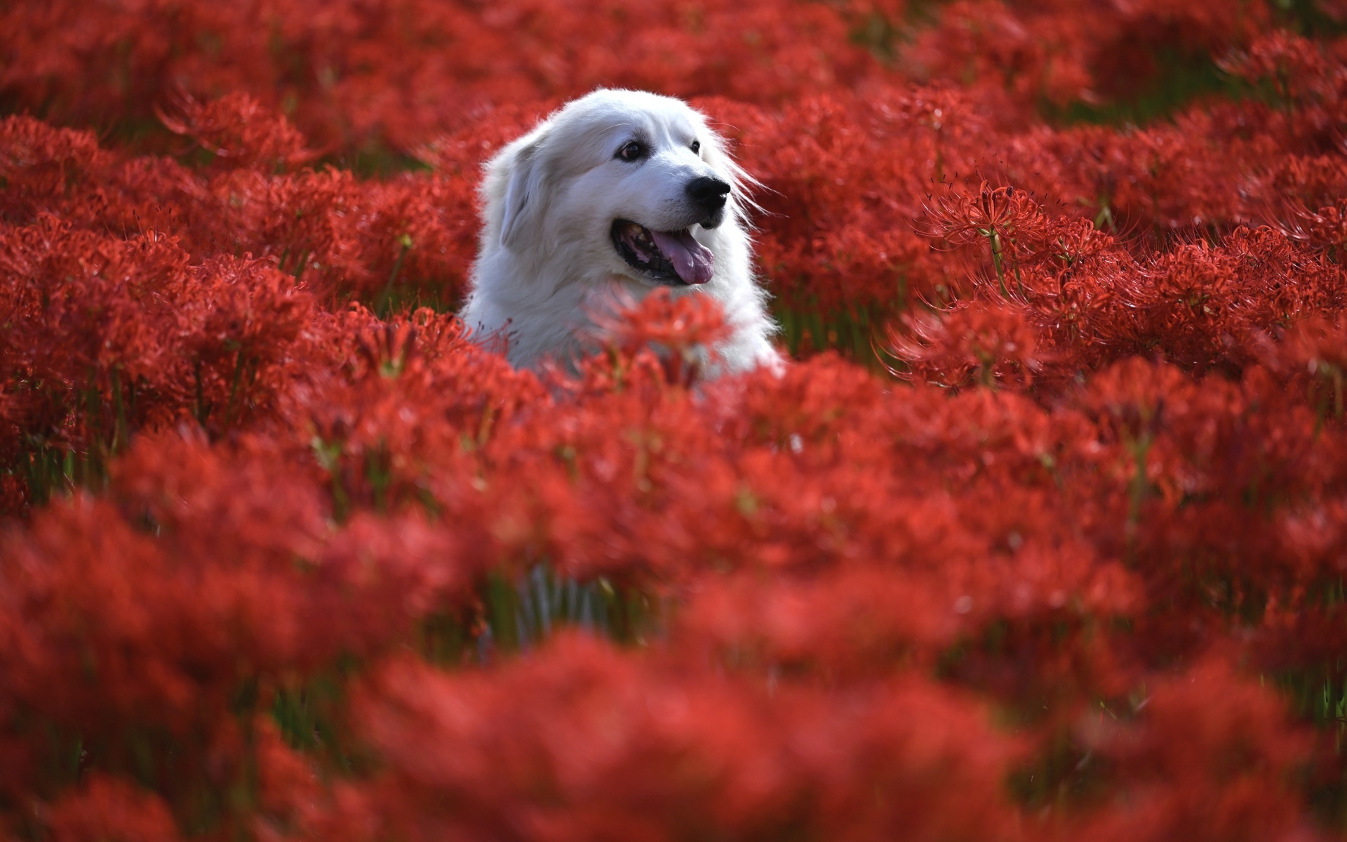 Довольный золотистый ретривер сидит в красных цветах