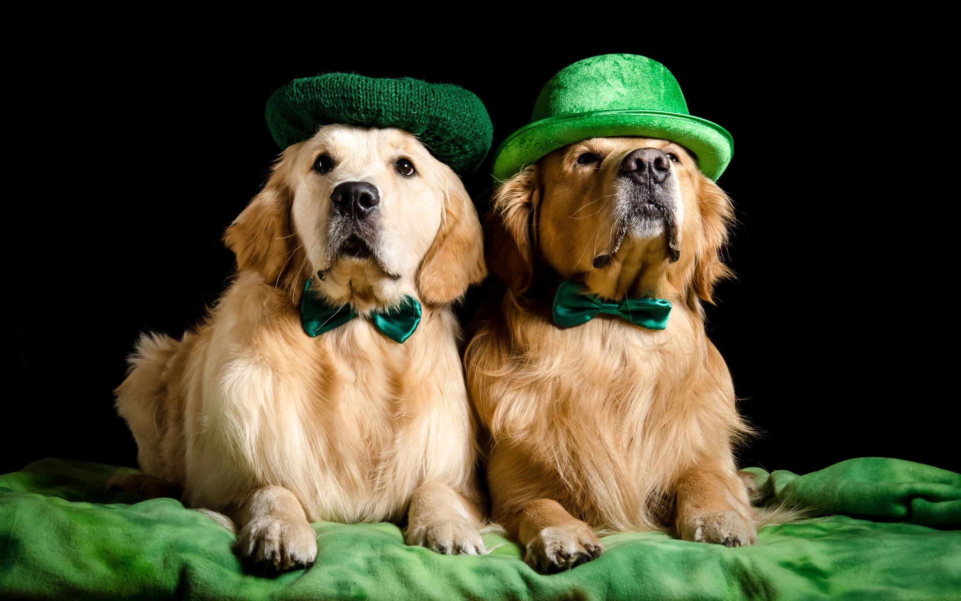 Two golden retrievers in hats Desktop wallpapers 1920x1200