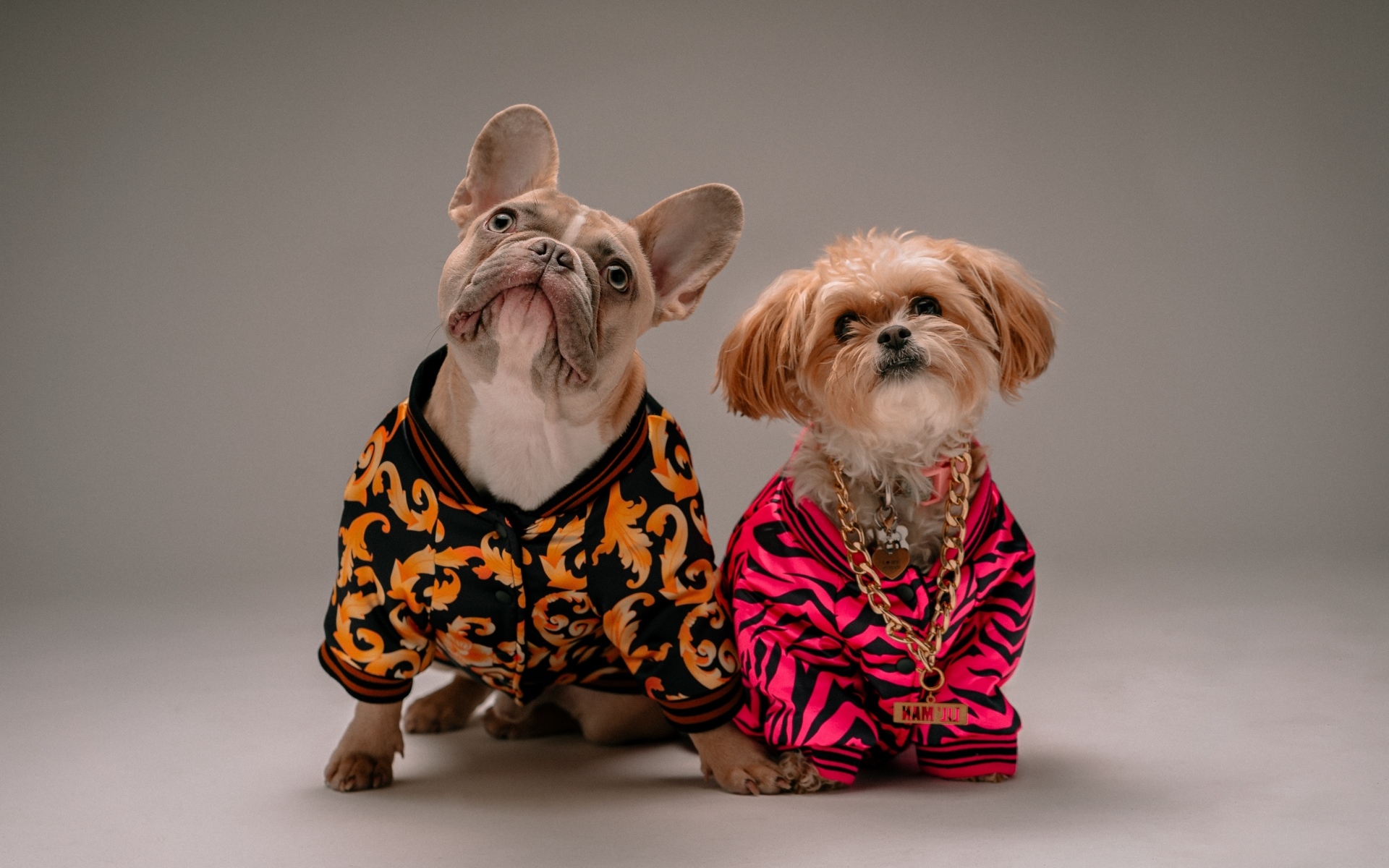 Две породистые собаки в костюмах на сером фоне
