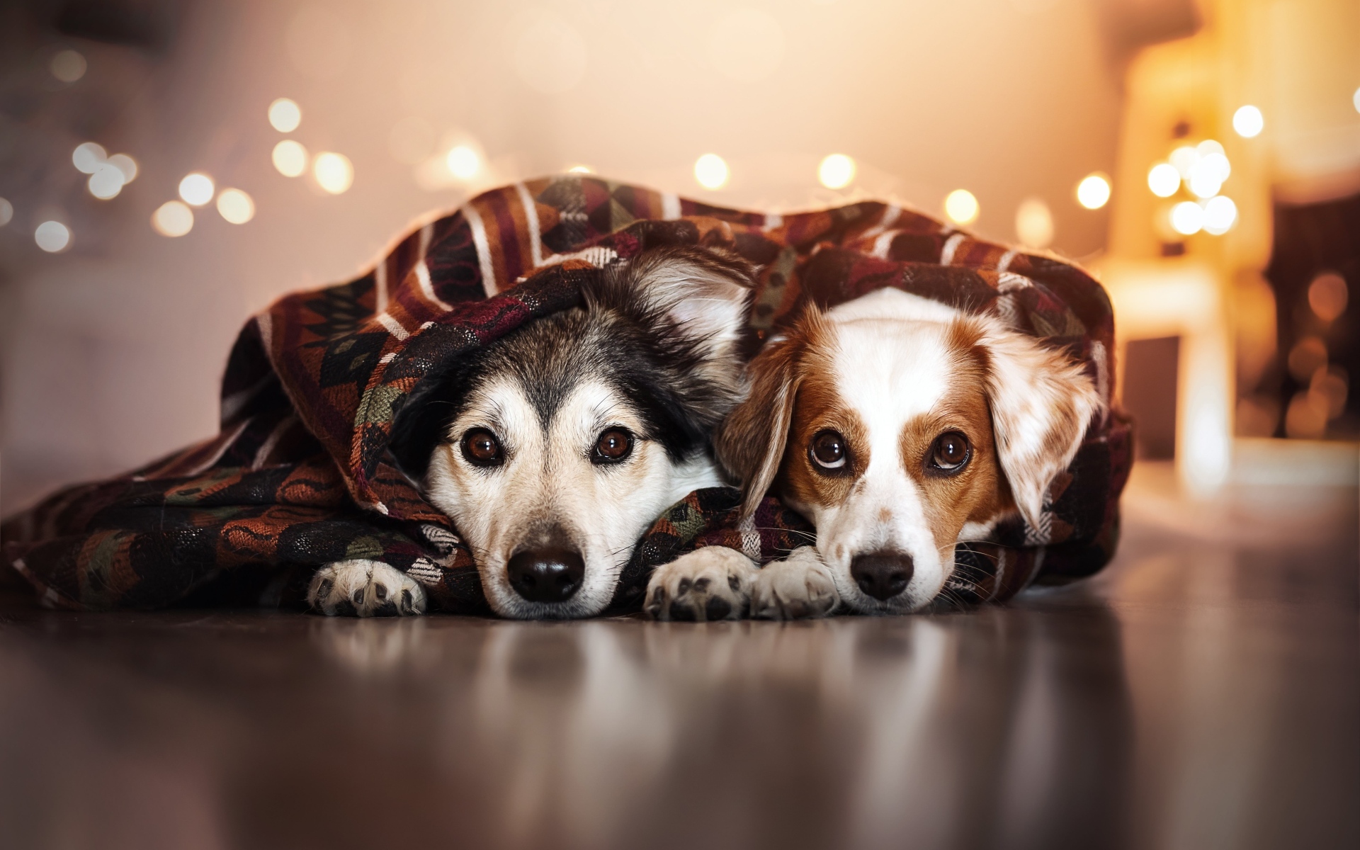 Два породистых пса лежат под одеялом