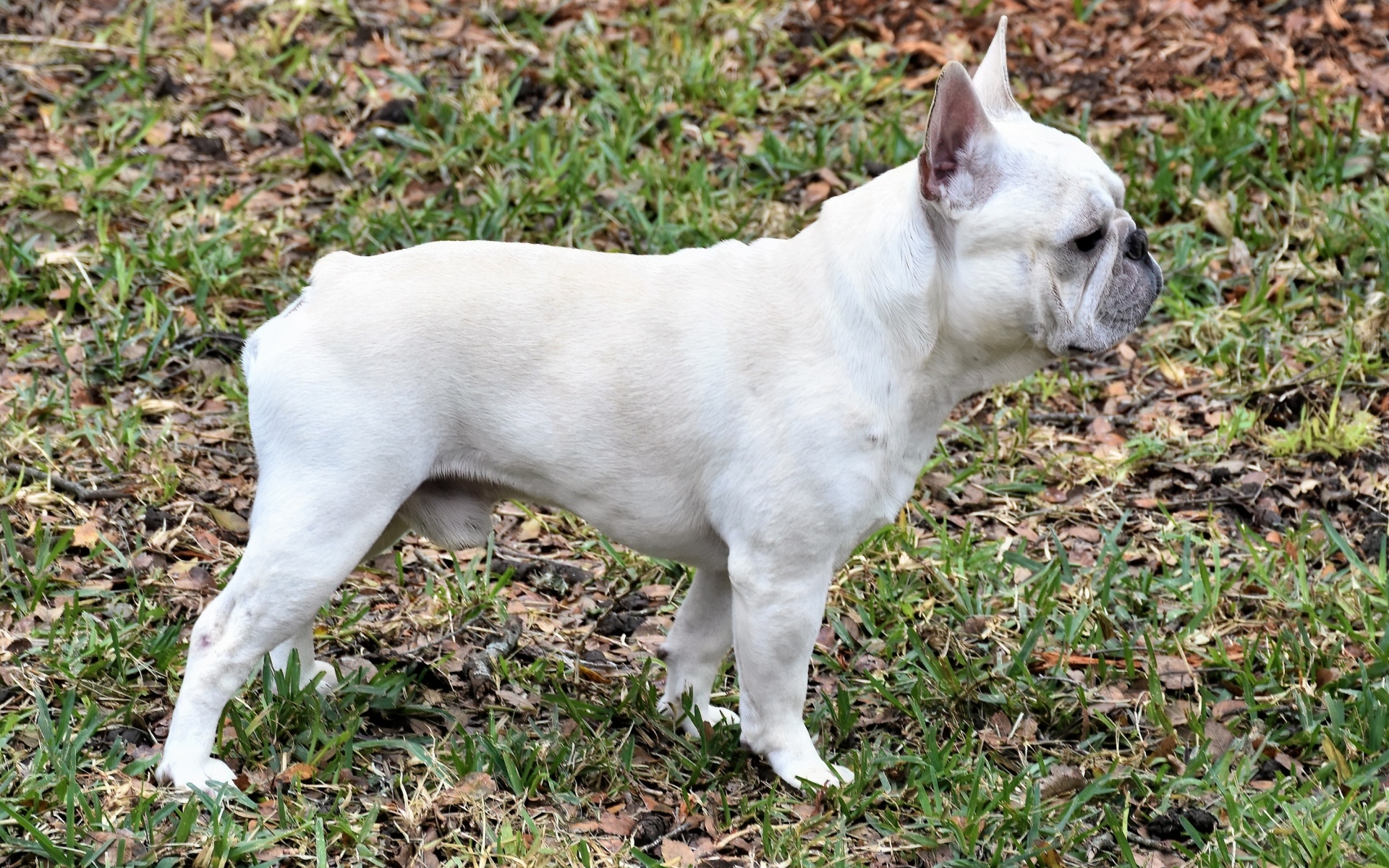 Белый французский бульдог вид сбоку