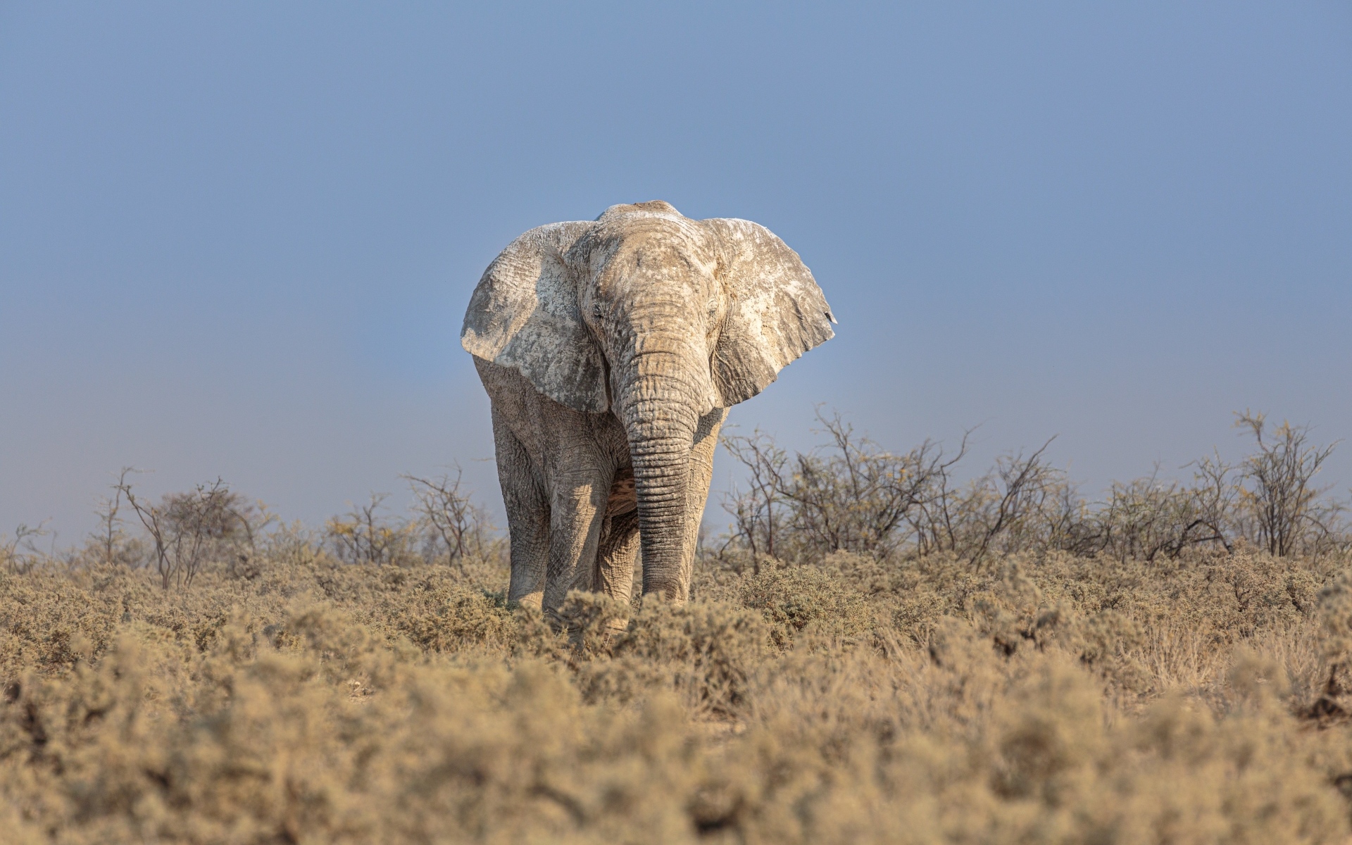 Большой слон идет по саванне