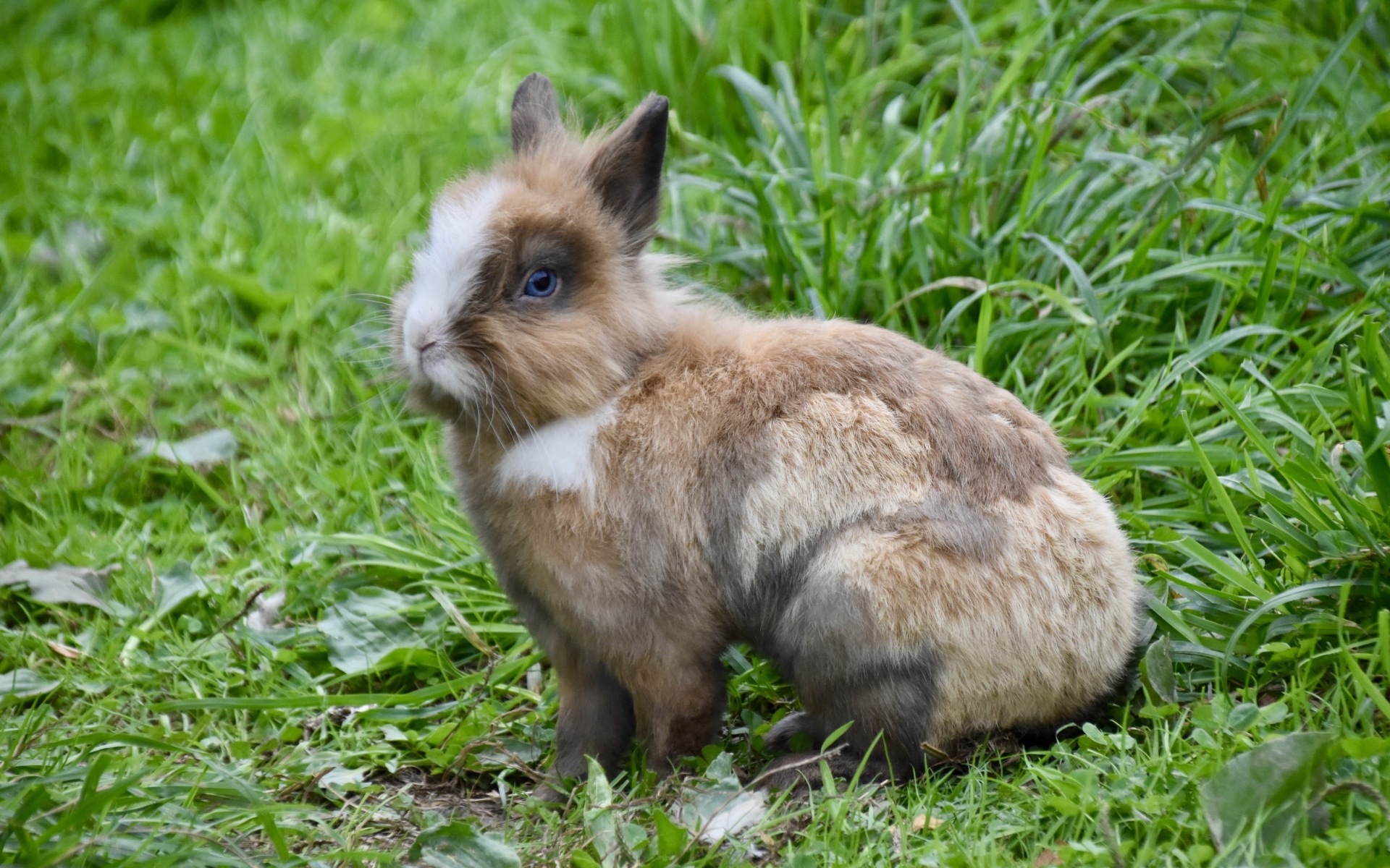 Красивый декоративный кролик на зеленой траве