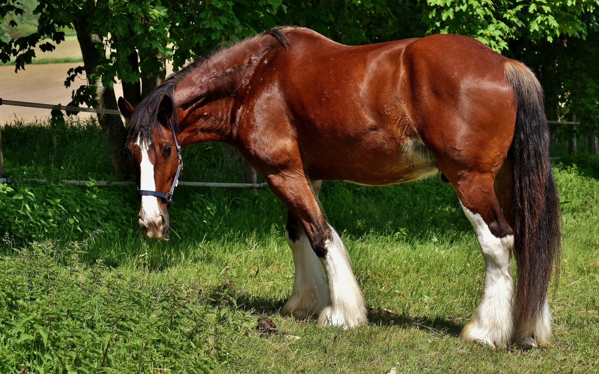 Большой красивый коричневый конь на зеленой траве