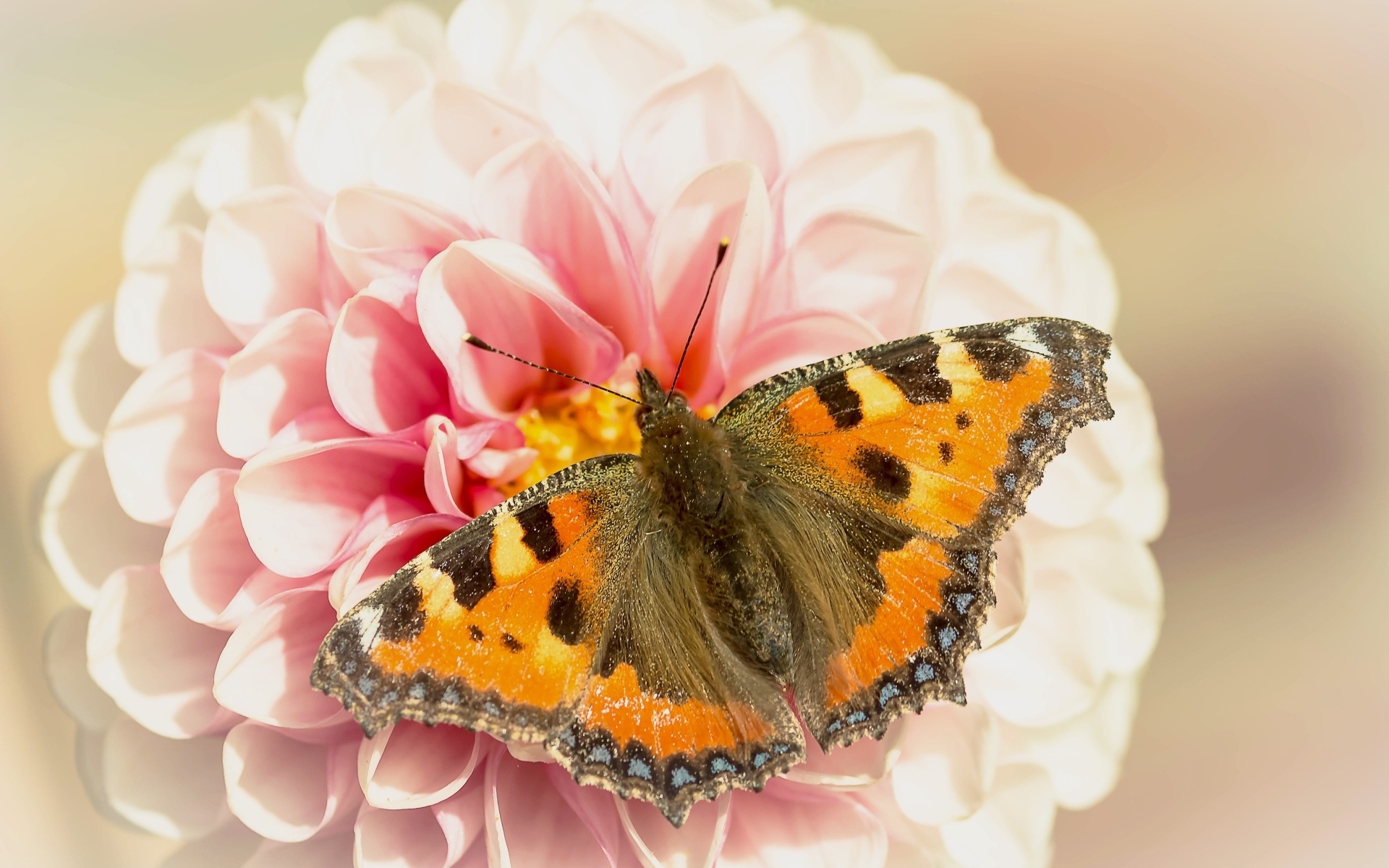 Красивая бабочка сидит на розовом цветке георгины