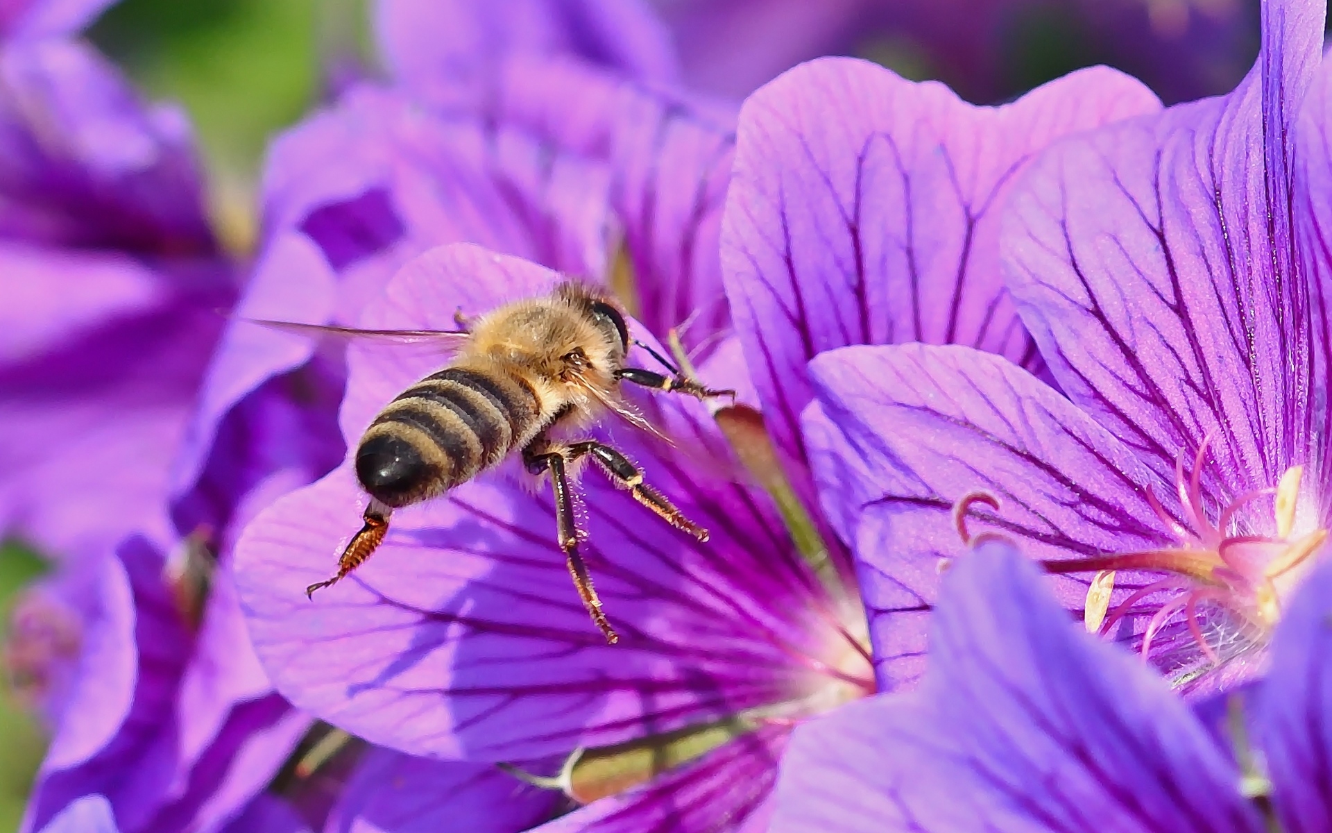 Пчела сидит на красивом сиреневом цветке