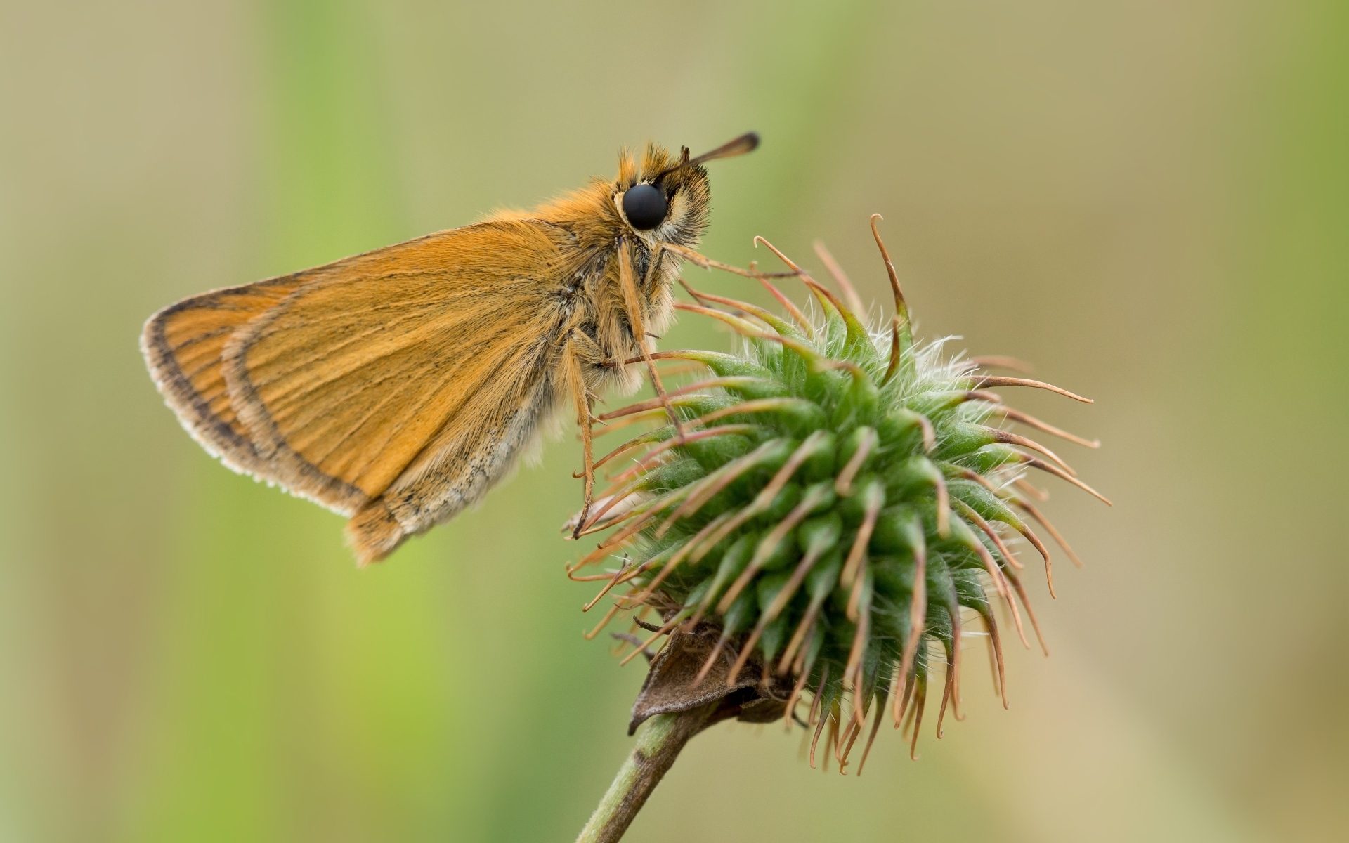 Бабочка сидит на колючем растении