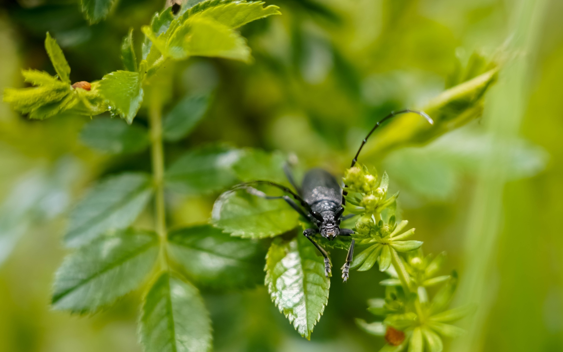 Большой черный жук сидит на ветке розы