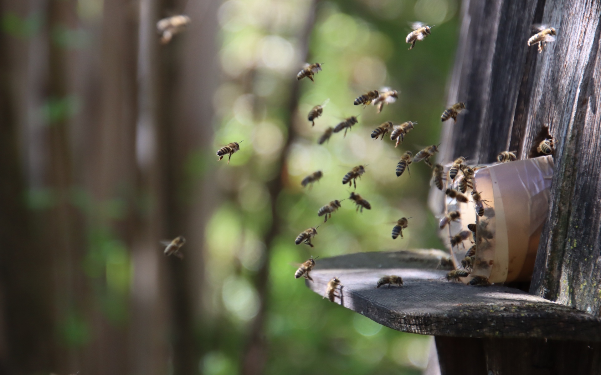 Рой пчел летит к улью