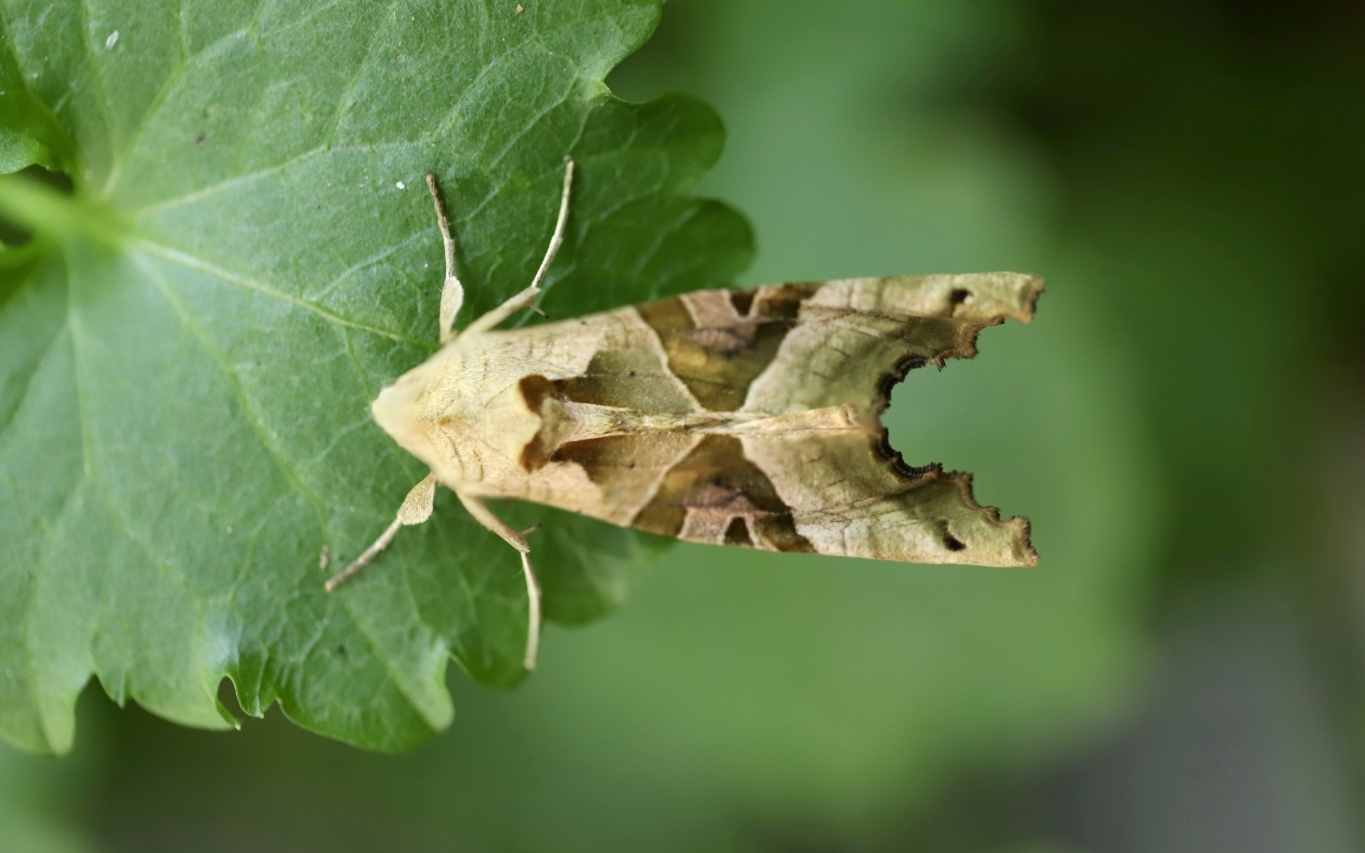 Бабочка агатовая сова на зеленом листе
