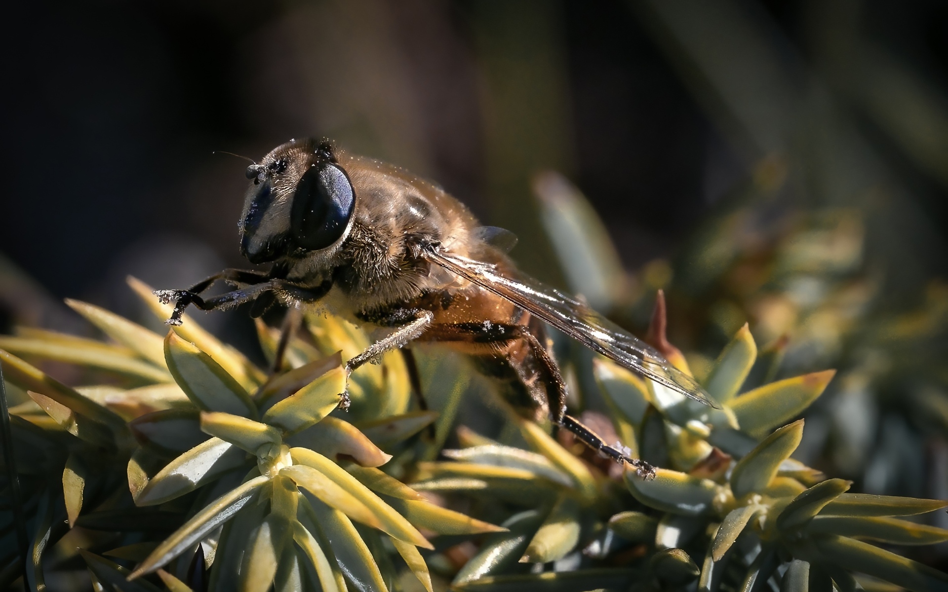 Пчела сидит на зеленом растении