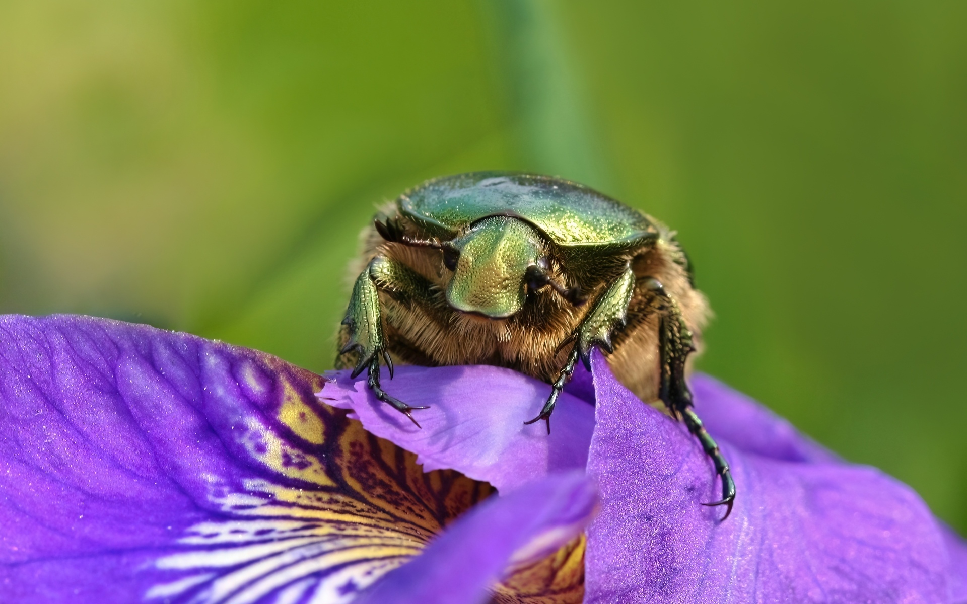 Большой зеленый жук на цветке