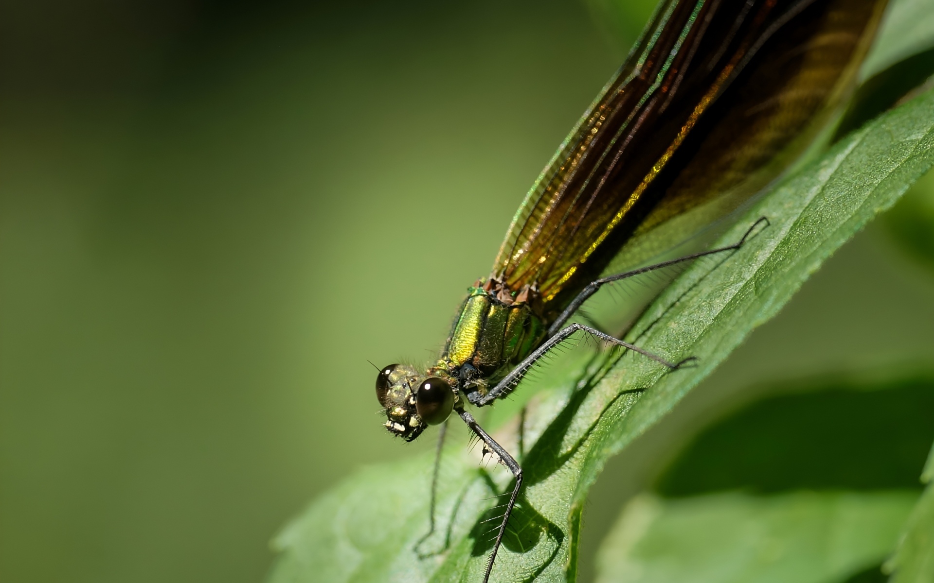 Большая зеленая стрекоза на зеленом листке