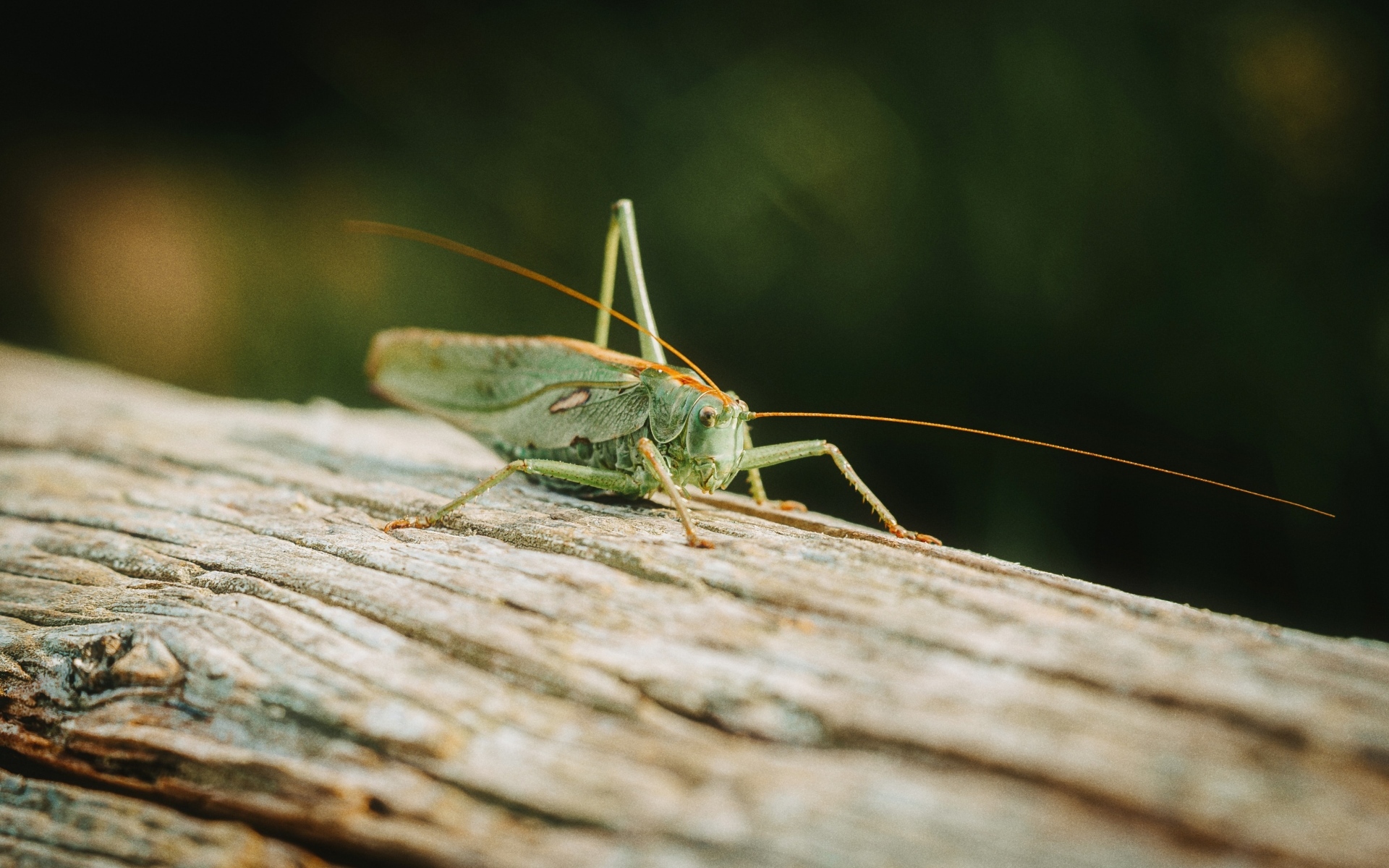 Большой зеленый кузнечик сидит на дереве
