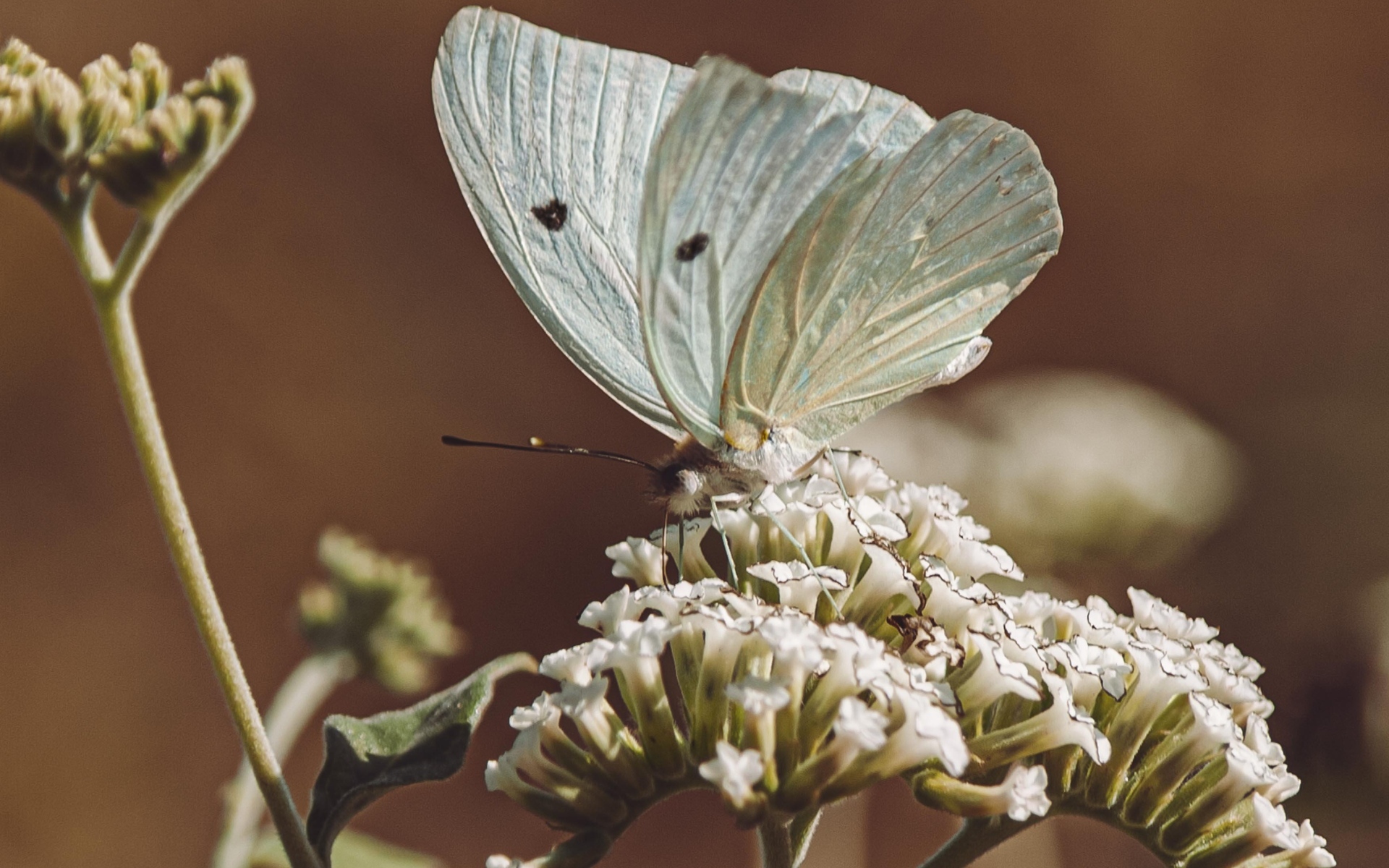Голубая бабочка сидит на цветке