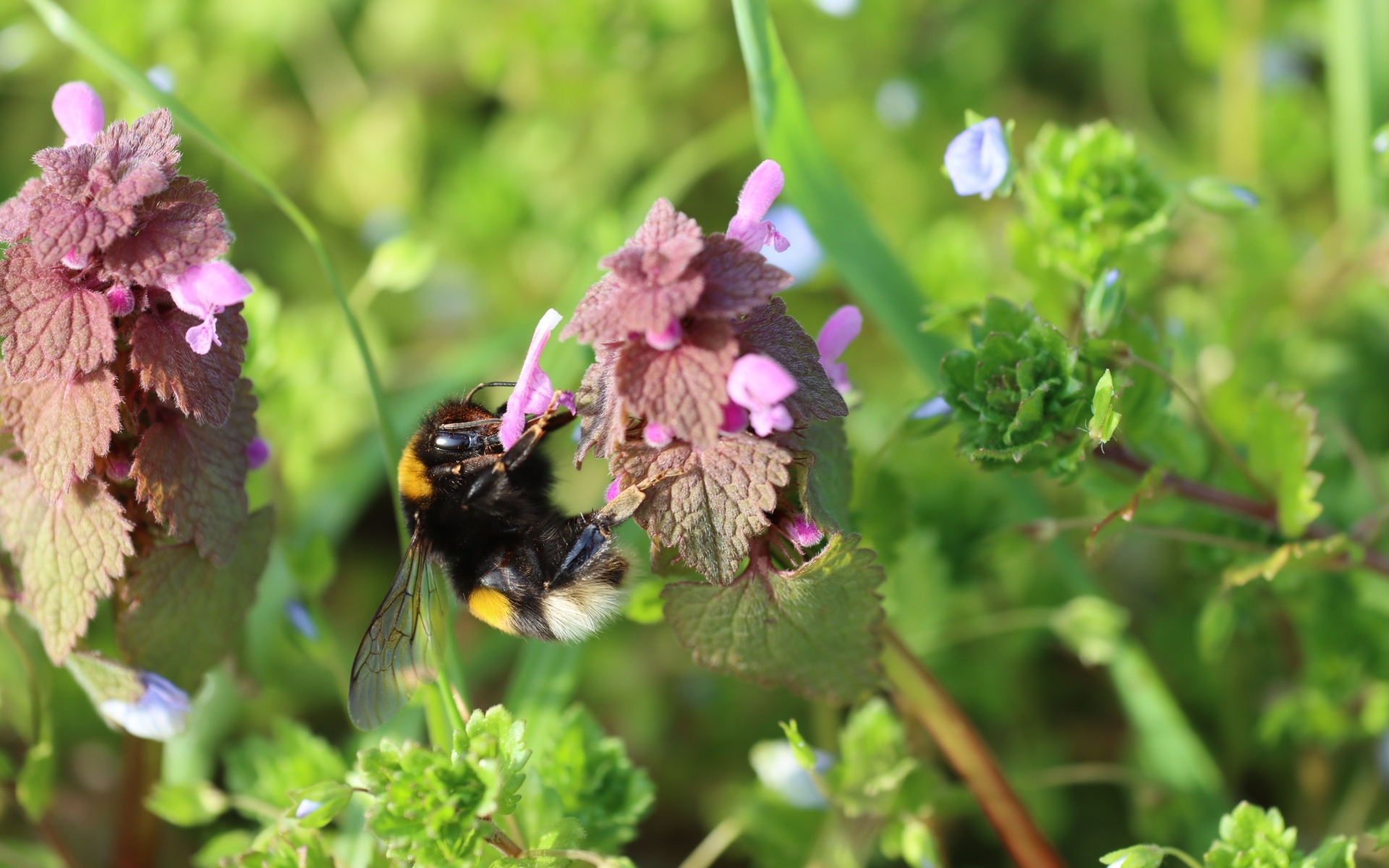 Шмель сидит на розовом цветке крапивы