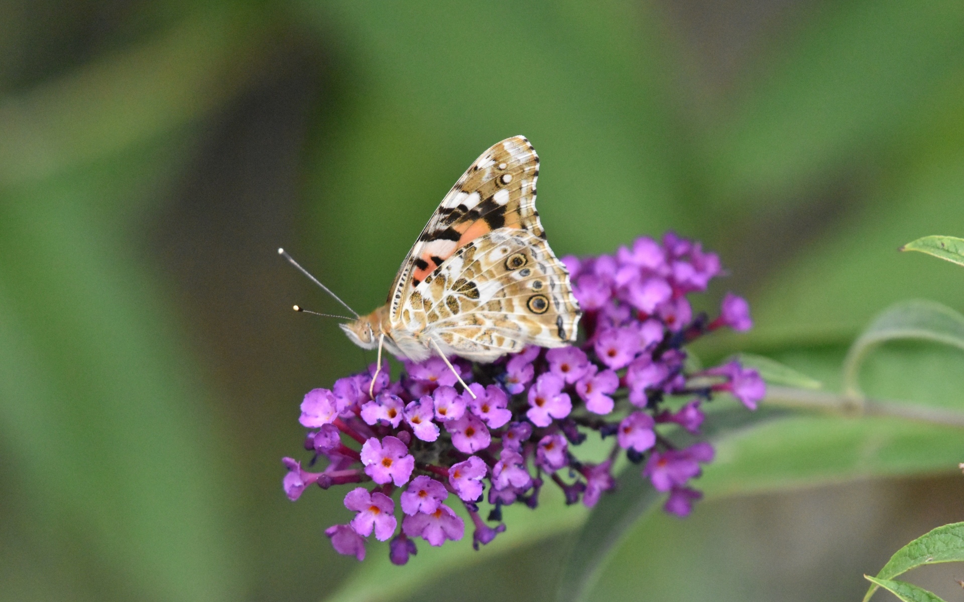 Бабочка сидит на красивом розовом цветке 