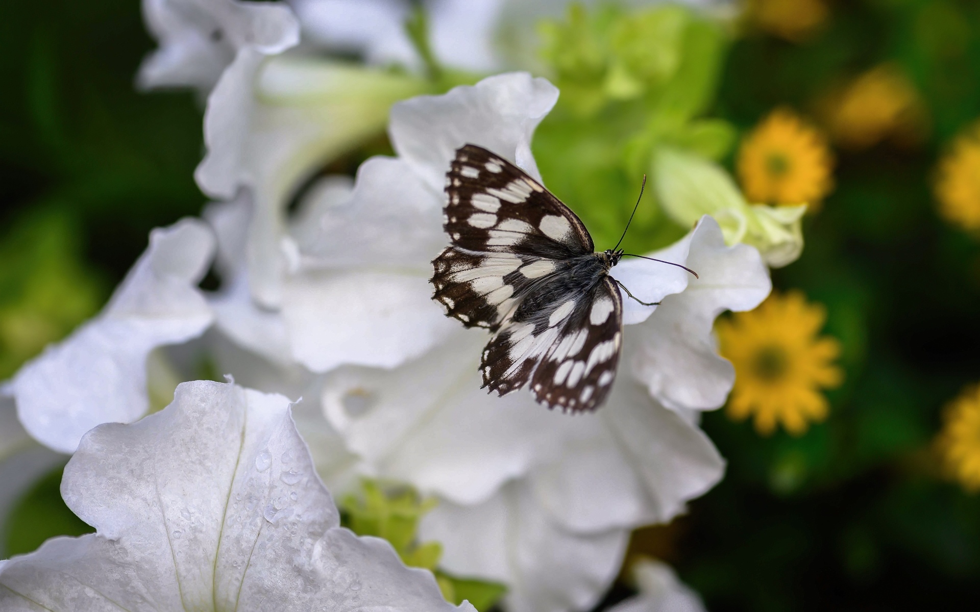Бабочка сидит на белом цветке петунии