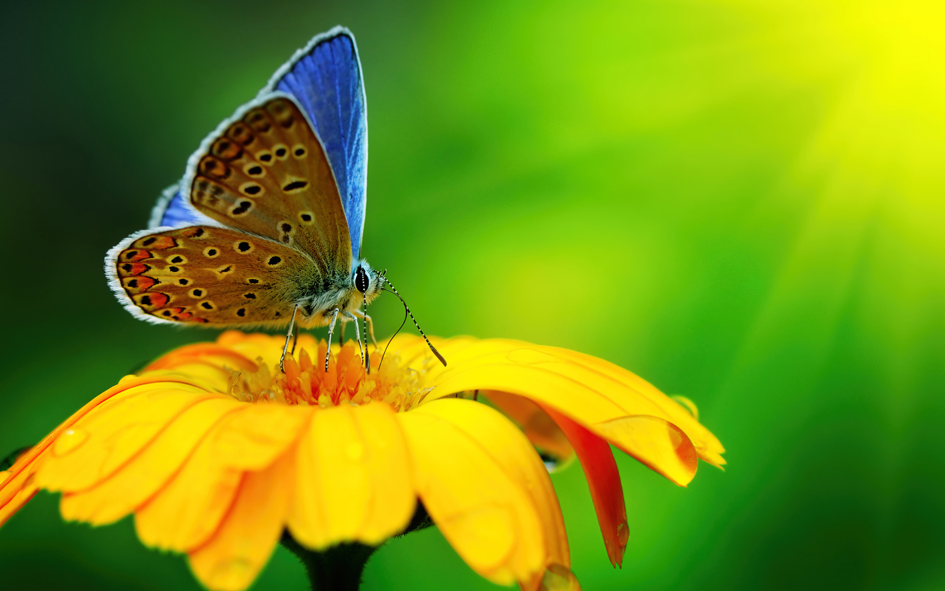 Бабочка сидит на оранжевом цветке крупным планом