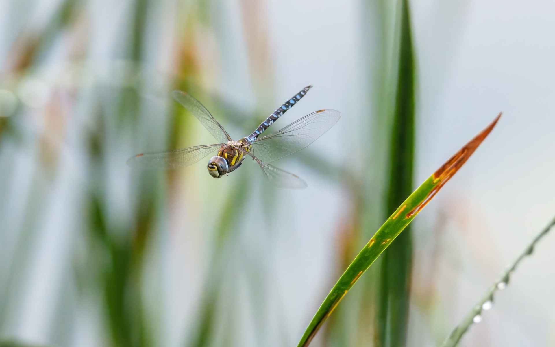 Стрекоза кружит над травой