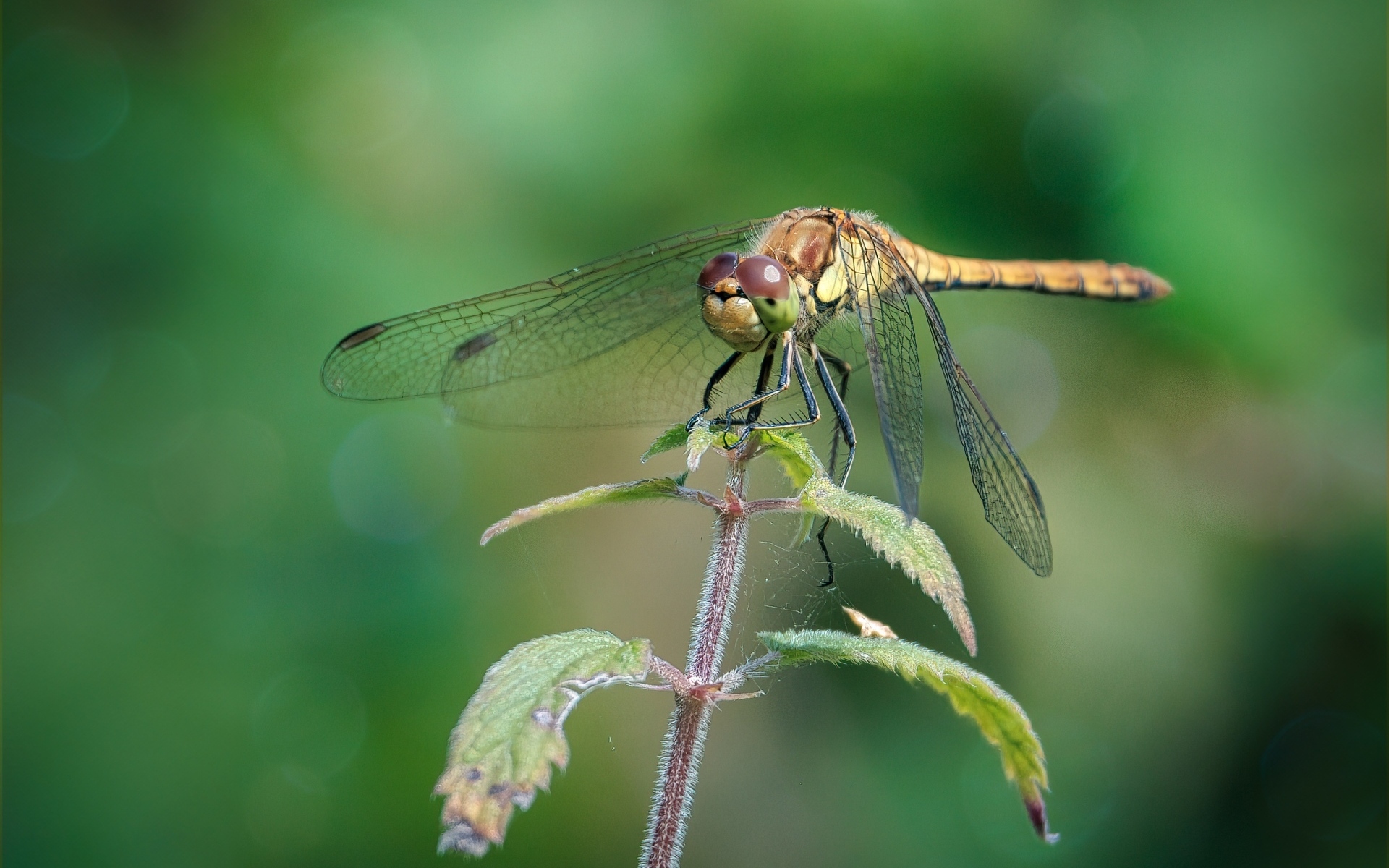 Стрекоза сидит на растении с зелеными листьями 