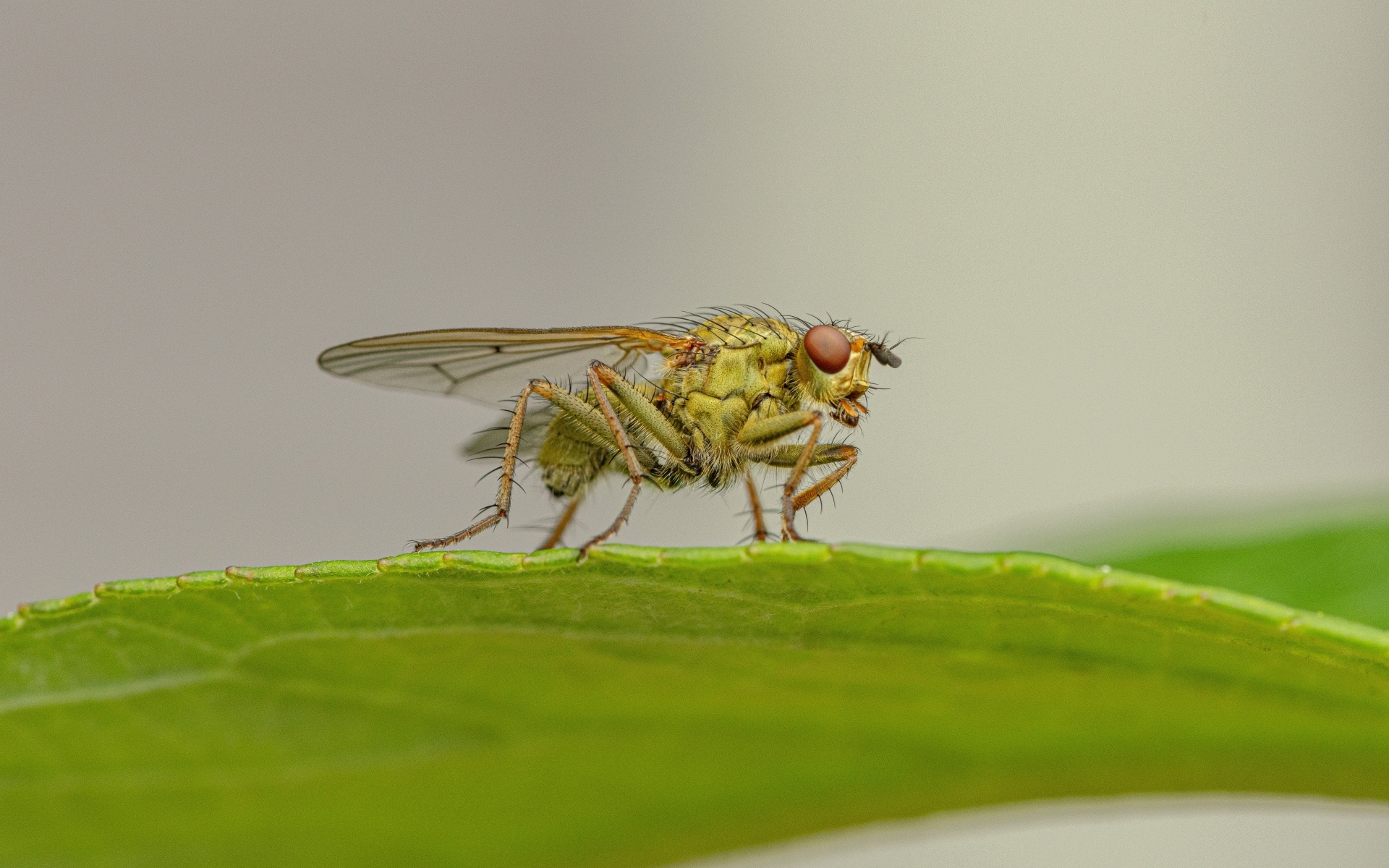 Зеленая муха сидит на листке