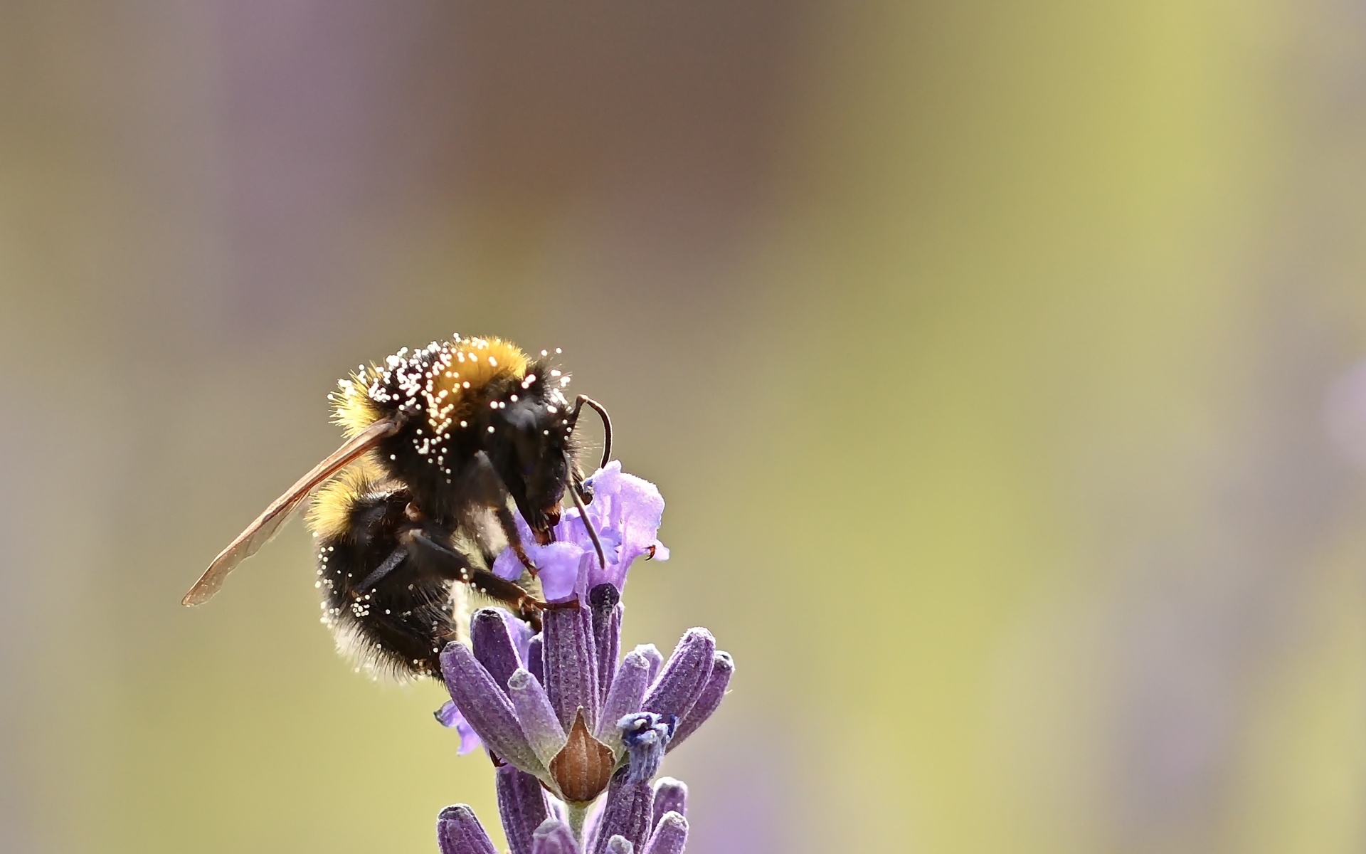 Пчела медонос сидит на цветке