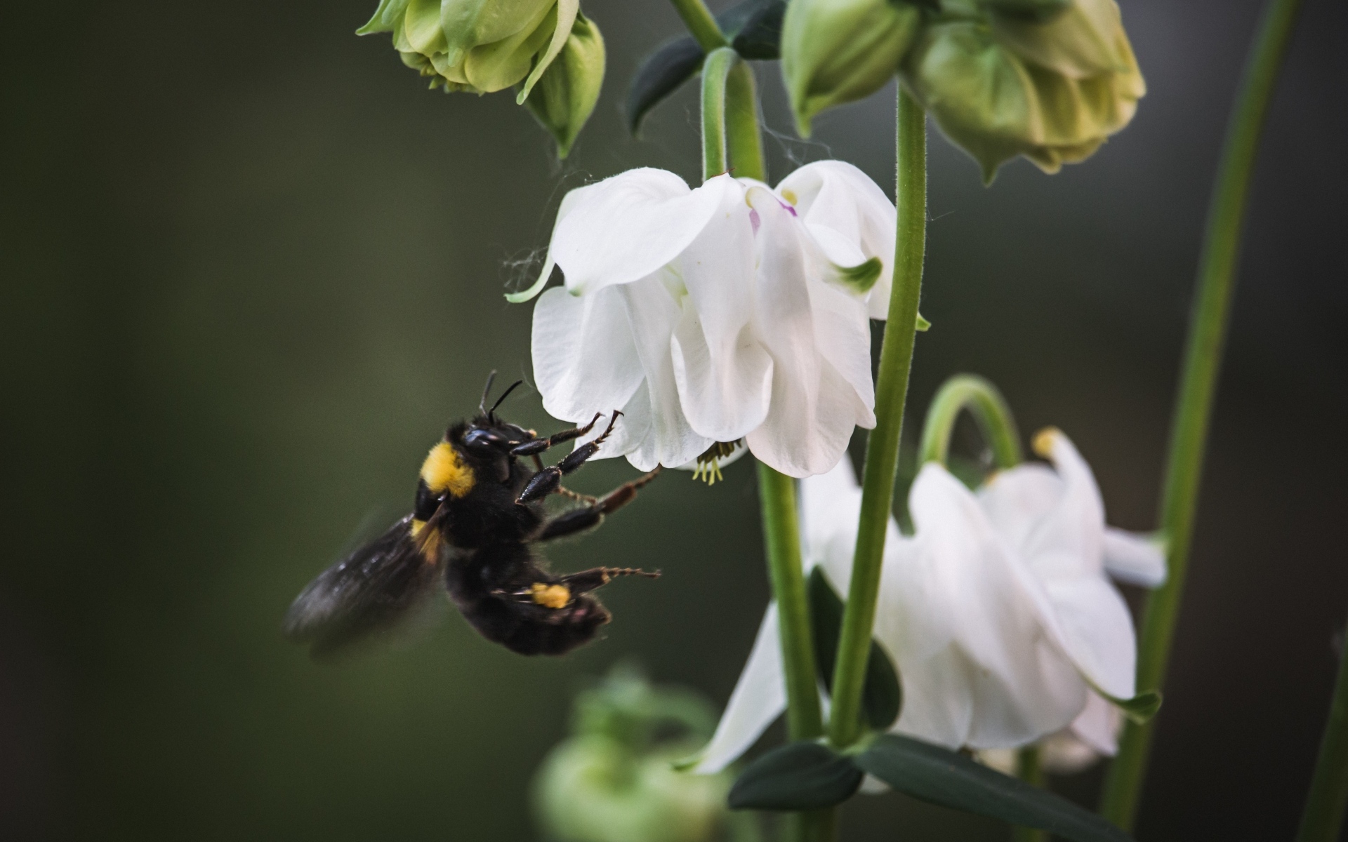 Маленький шмель у белых цветов