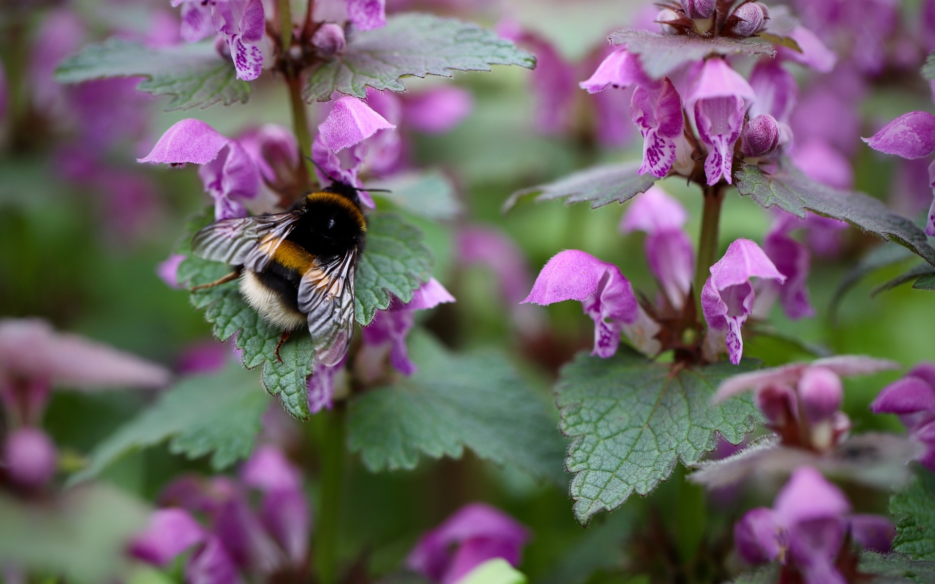 Маленький шмель на розовых цветах крапивы