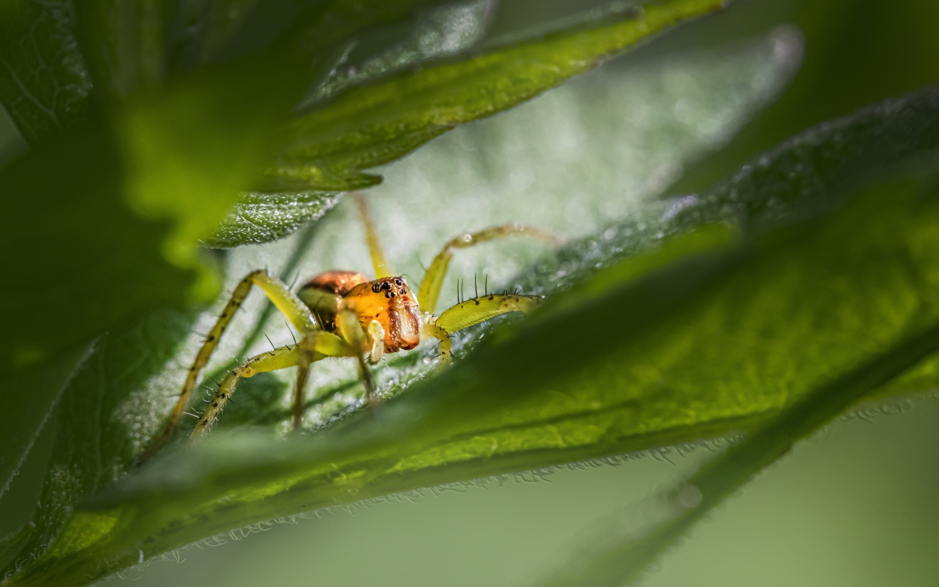 Маленький паук прячется в зеленых листьях