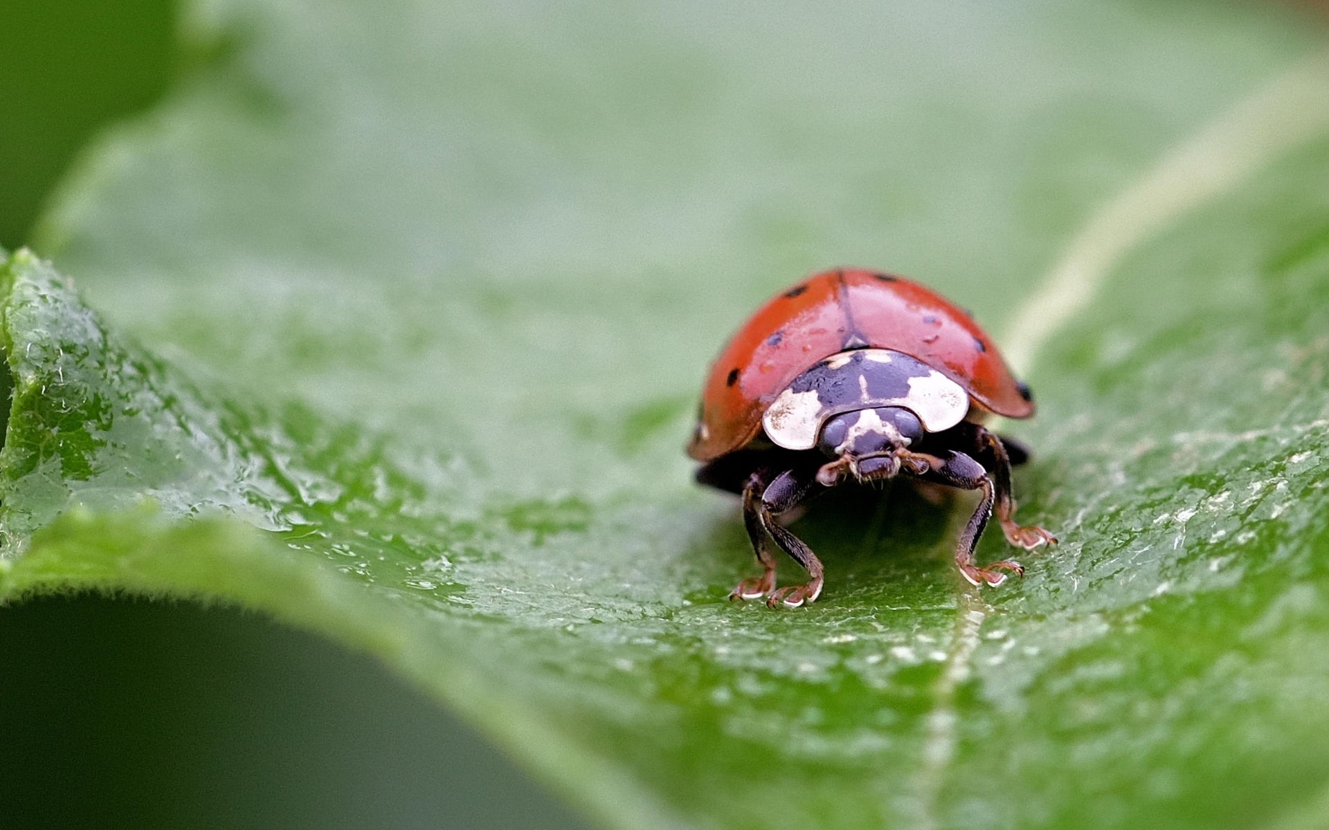 Красная божья коровка на зеленом листе