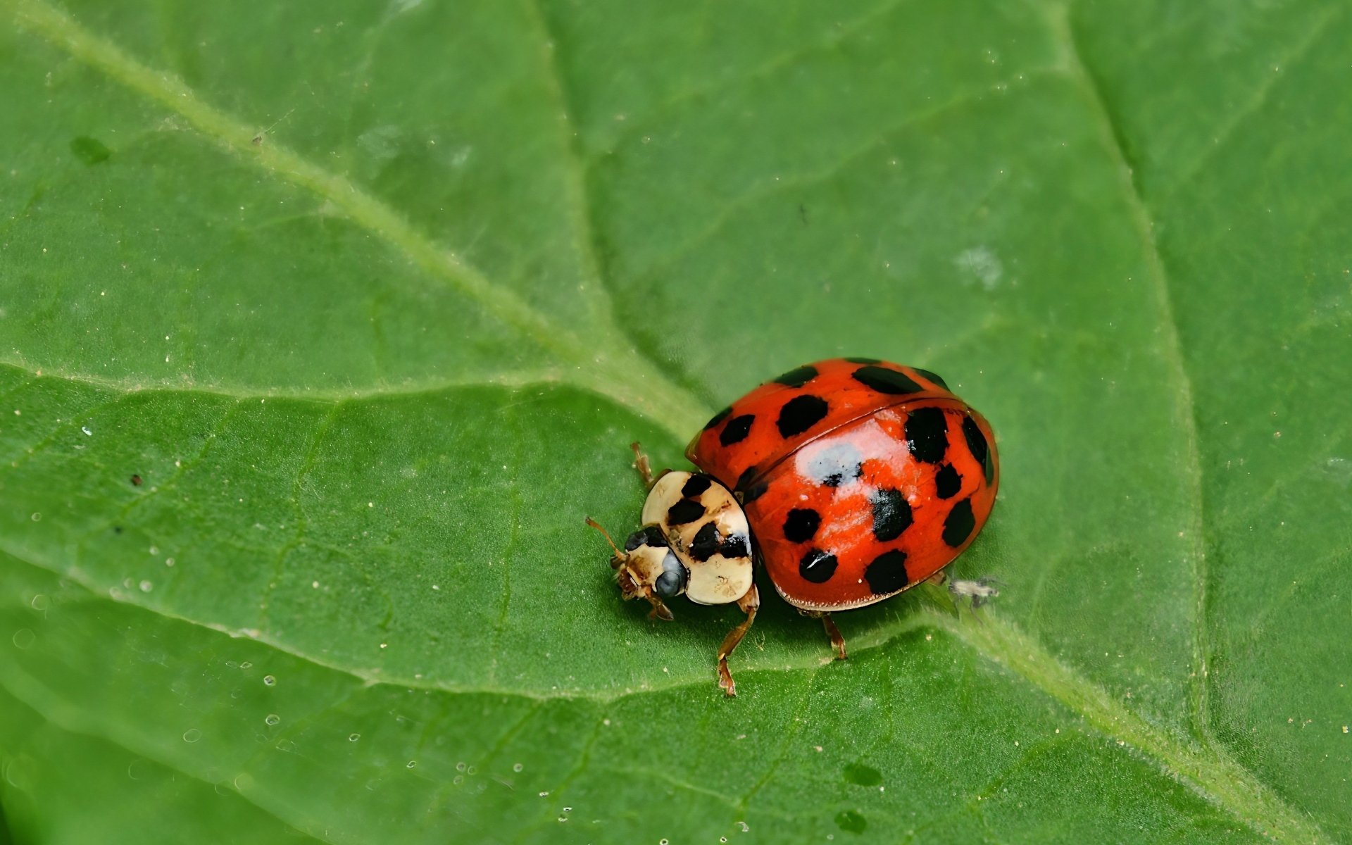 Красная божья коровка на зеленом листе крупным планом
