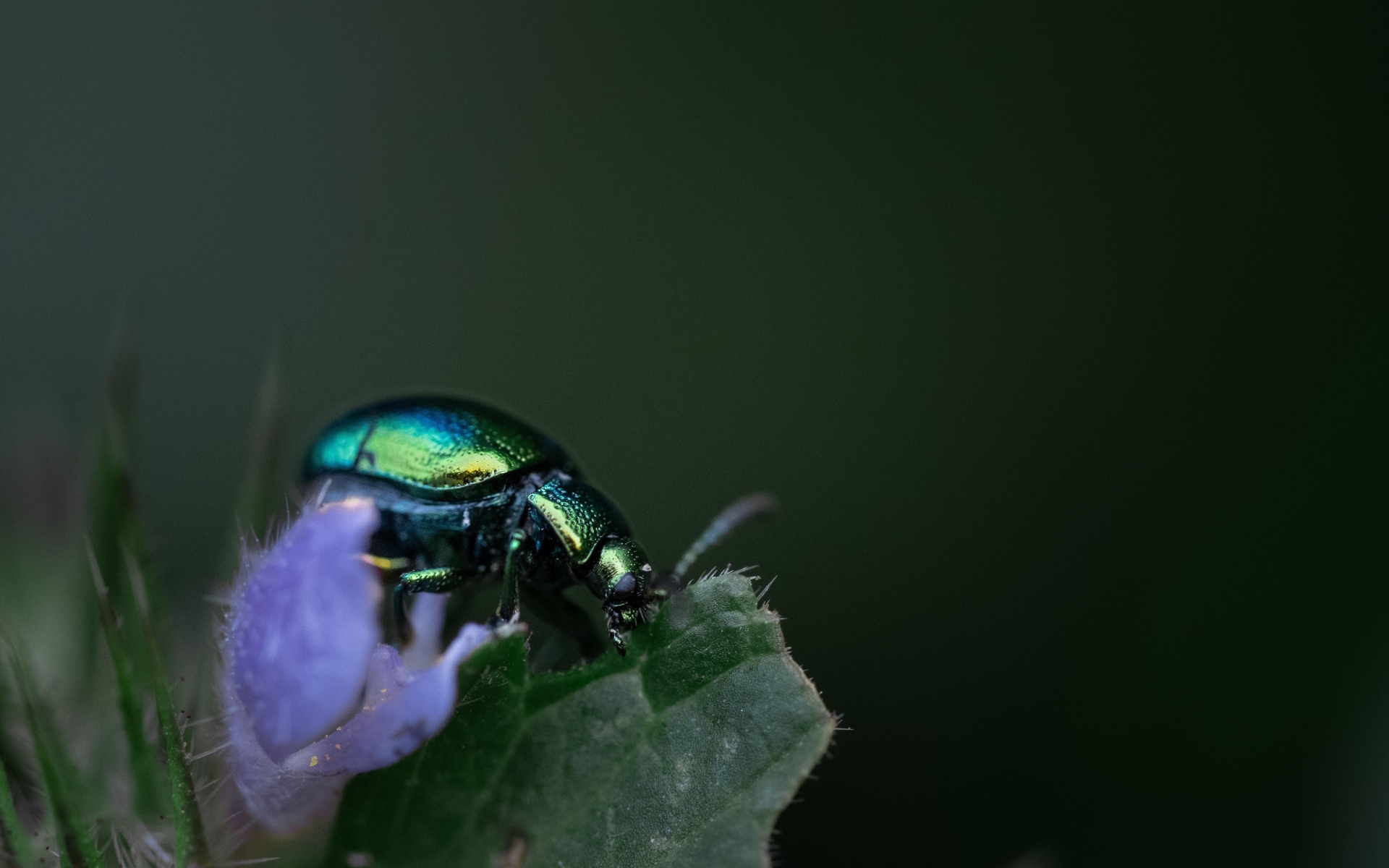 Блестящий зеленый жук сидит на листе