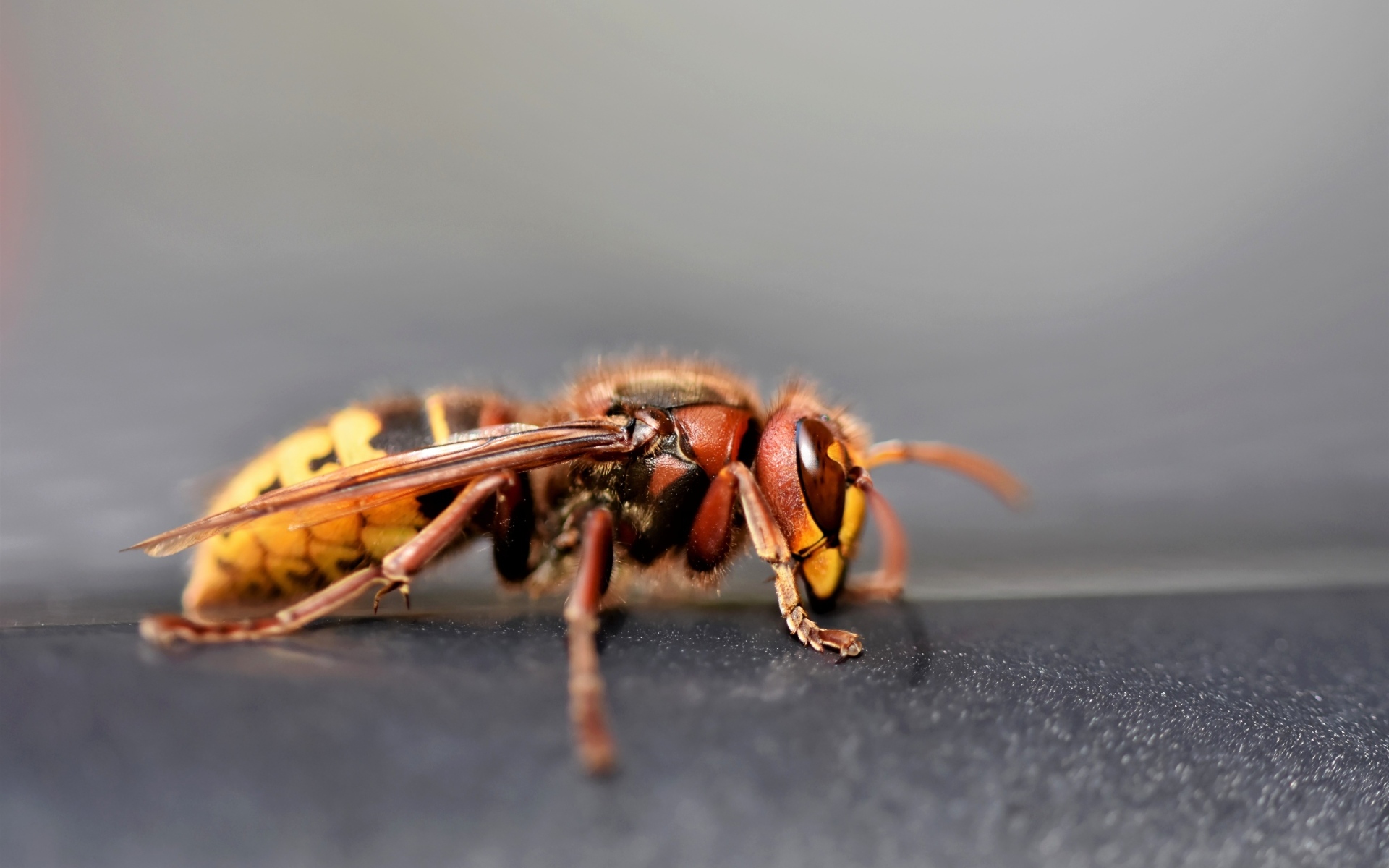 Оса крупным планом на сером фоне