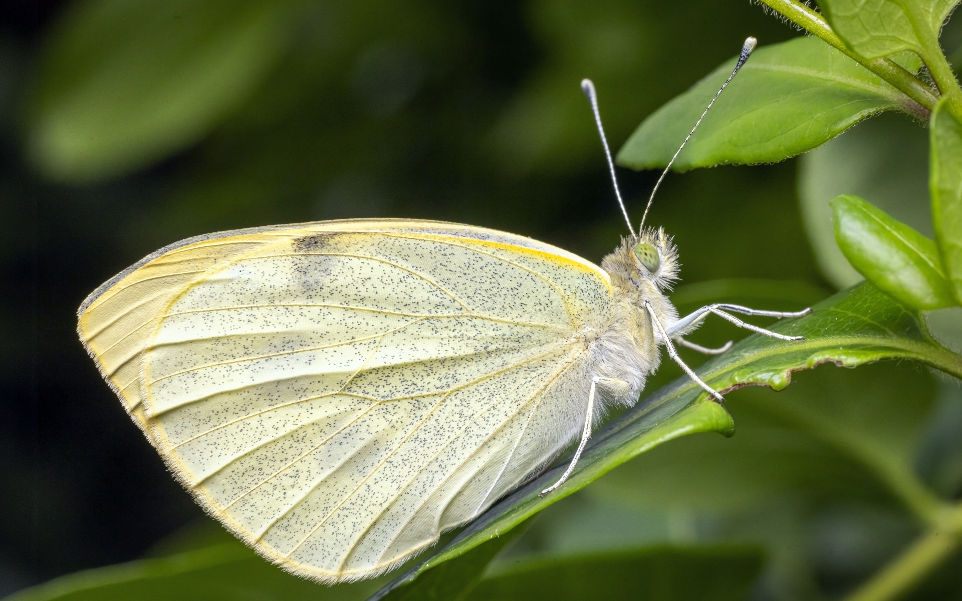 Белая бабочка сидит на зеленом листе