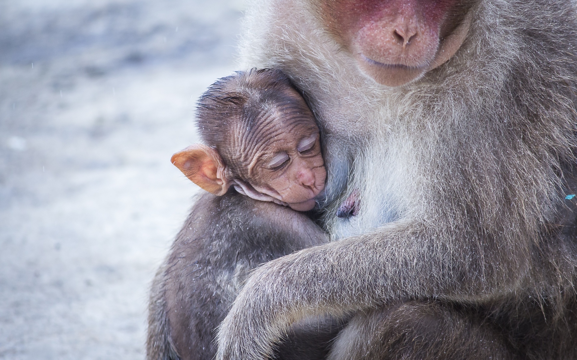 Обезьяна обнимает детеныша 