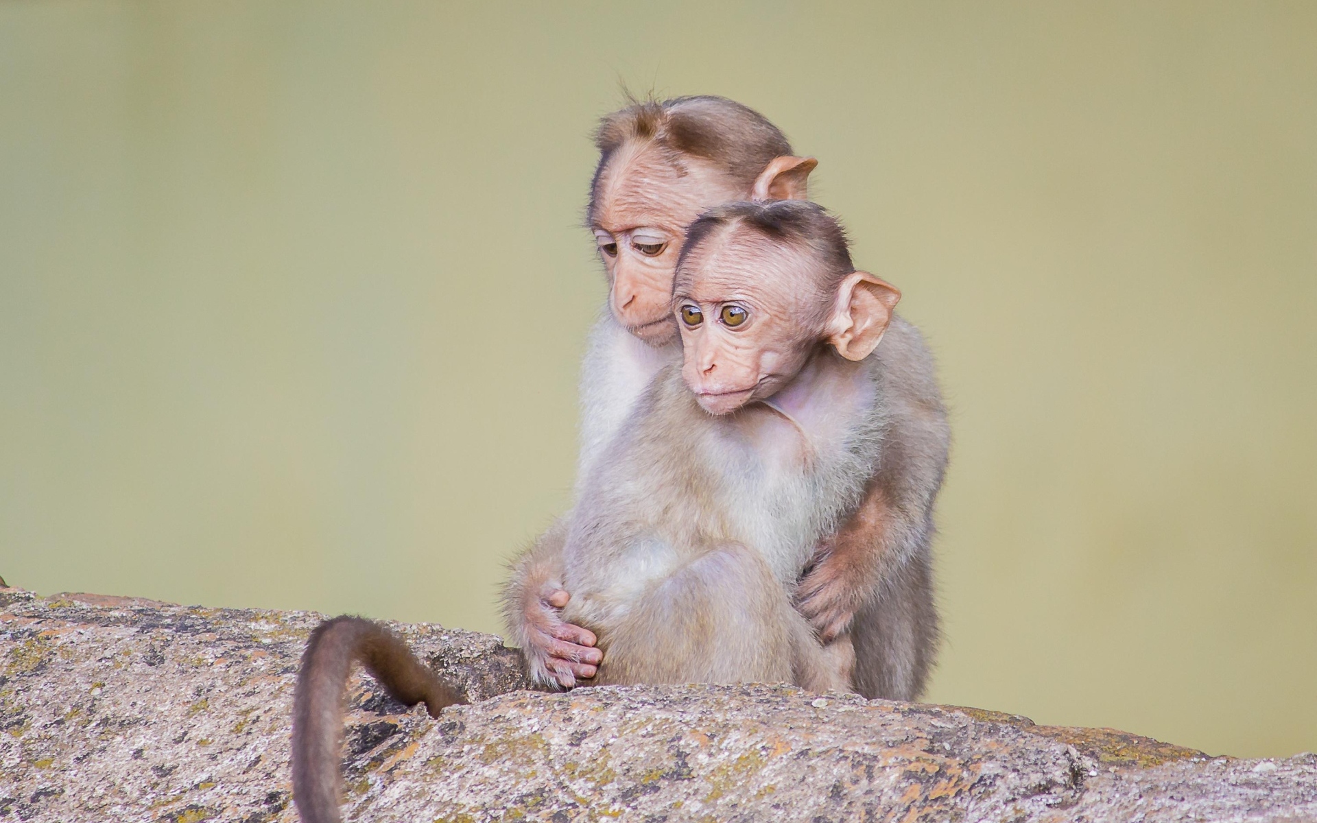 Две маленькие обезьяны на камне