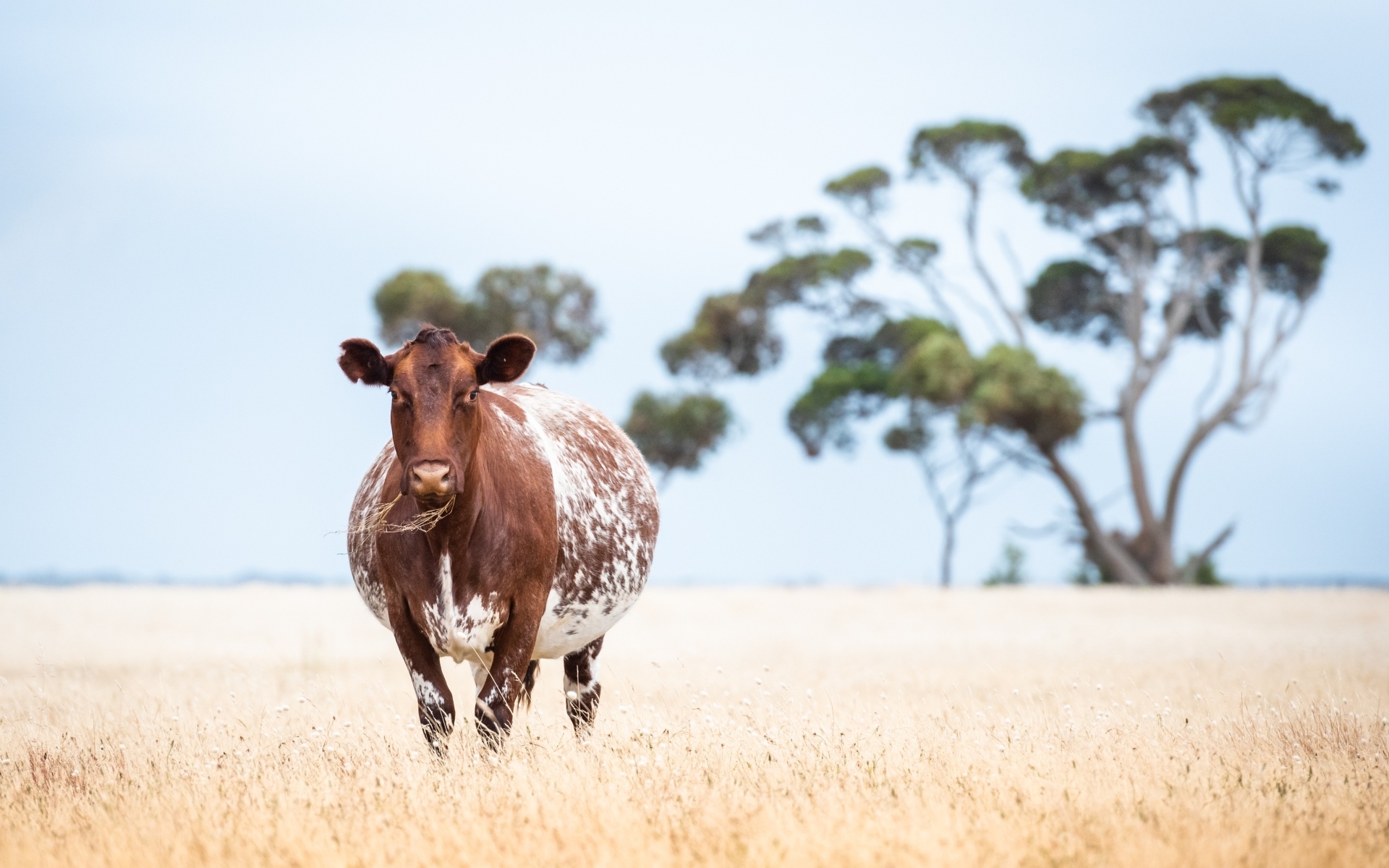 Большая коричневая корова на поле