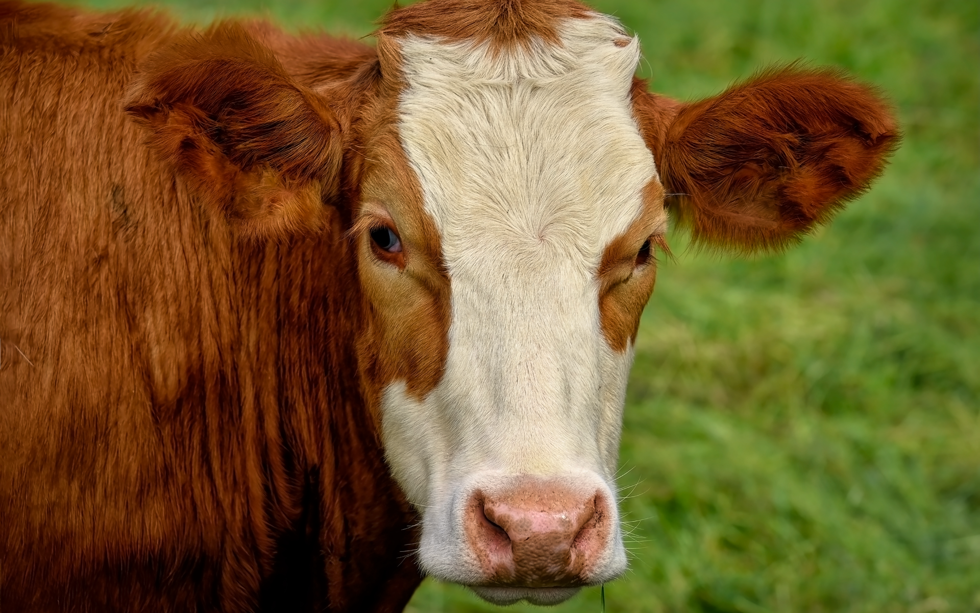 Большая коричневая корова с белой мордой