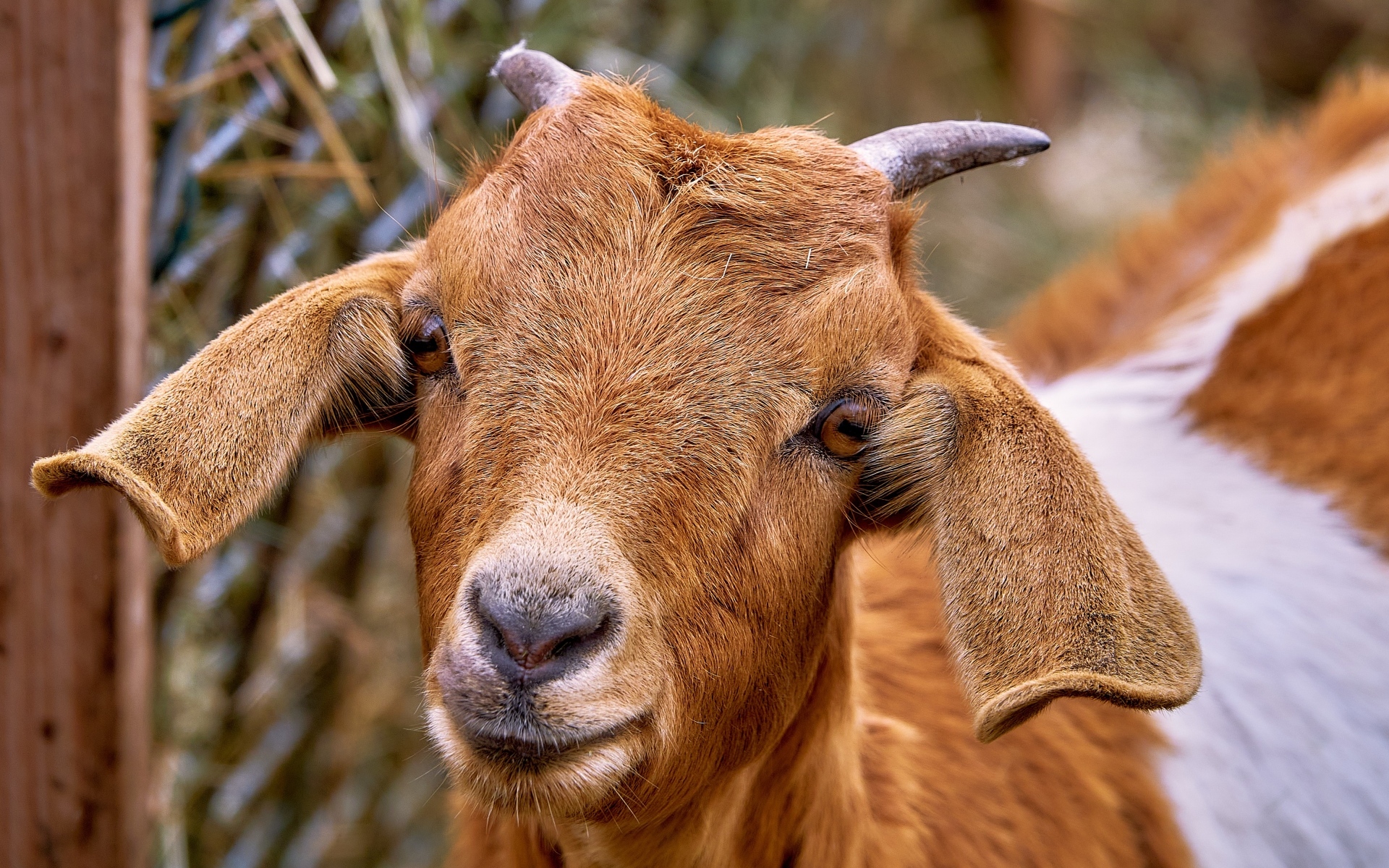 Большая коза с длинными ушами