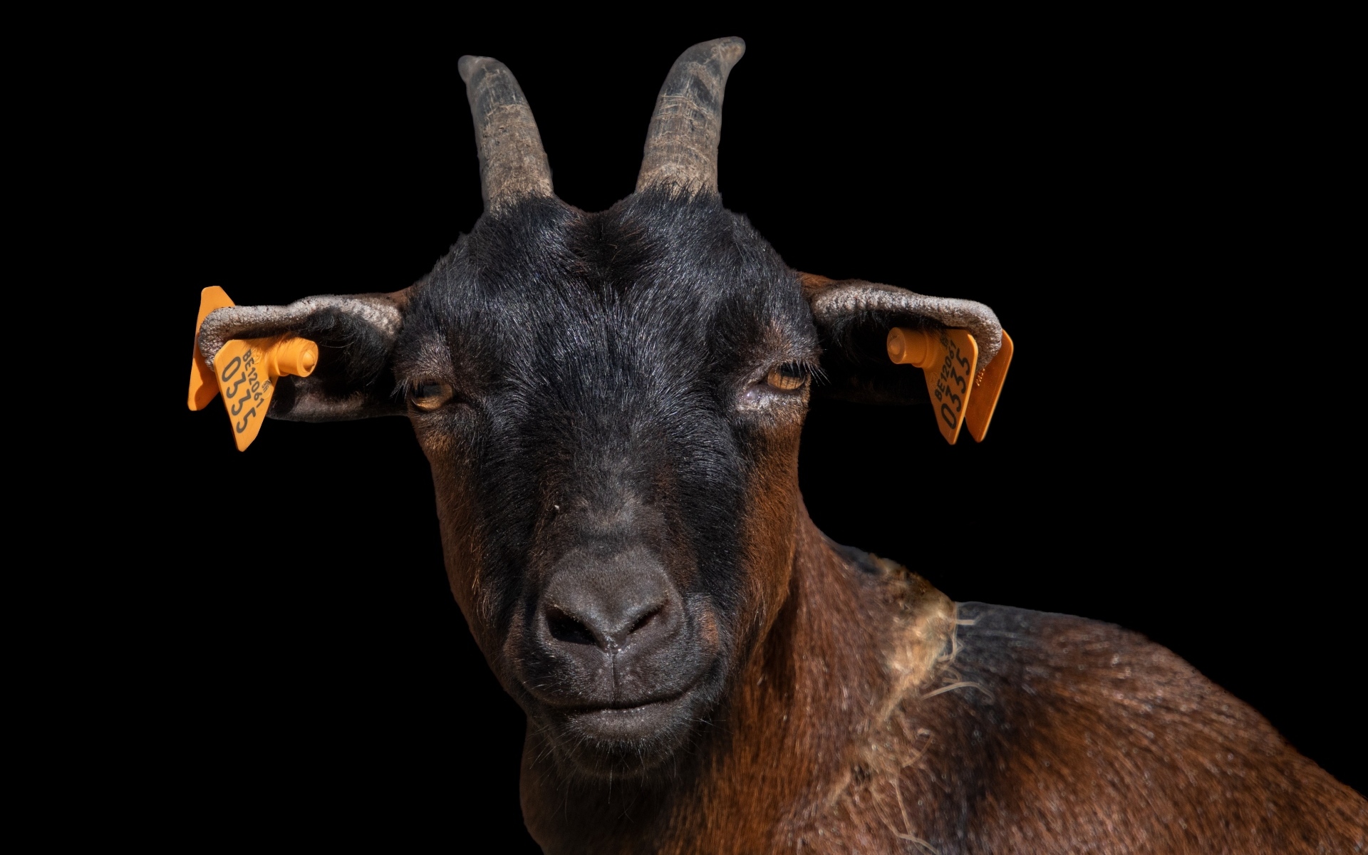 Черная коза с острыми рогами