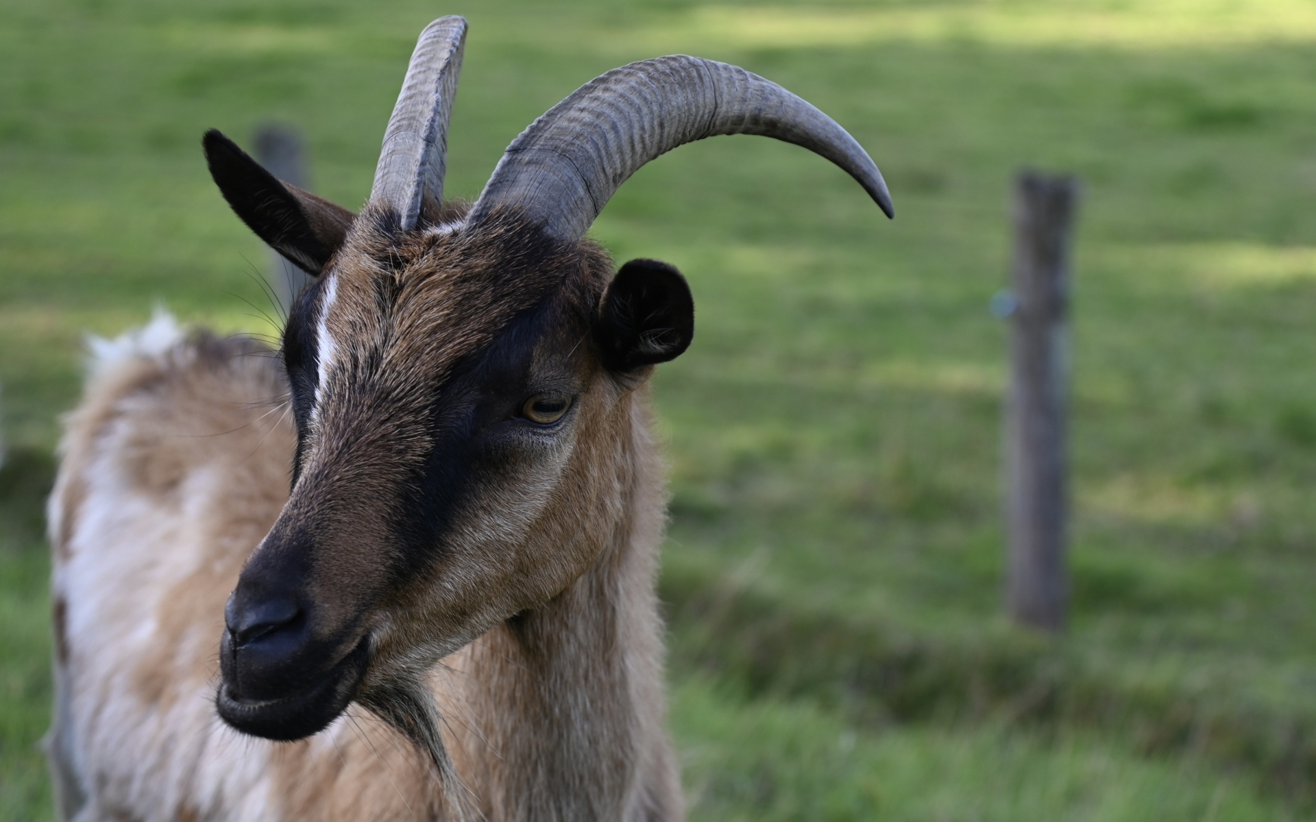 Домашняя коричневая коза с острыми рогами