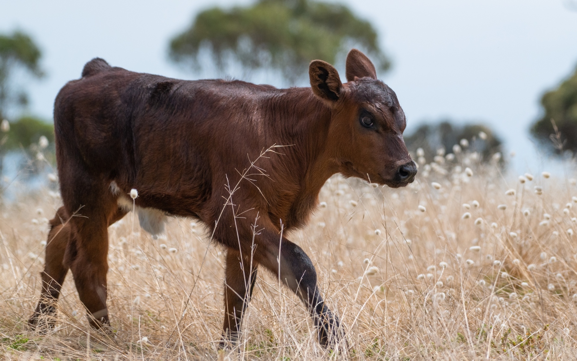 Маленький коричневый теленок на траве