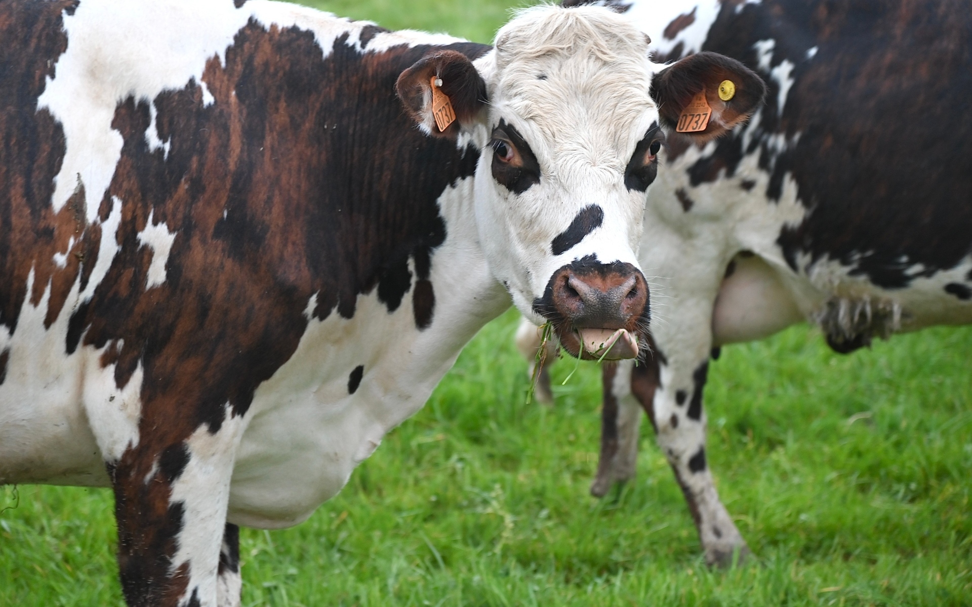 Пятнистые коровы на ферме 