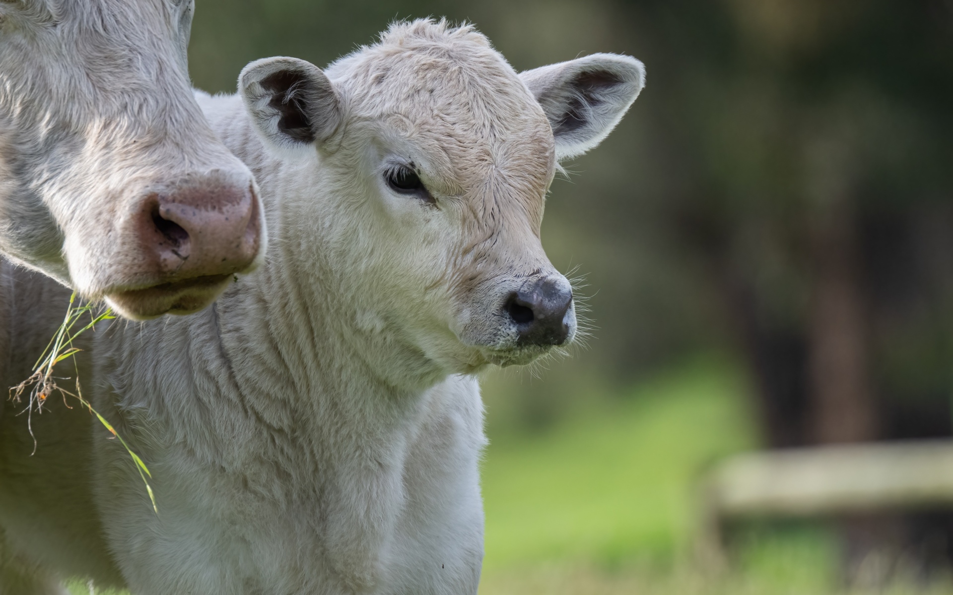 Белый теленок с коровой 