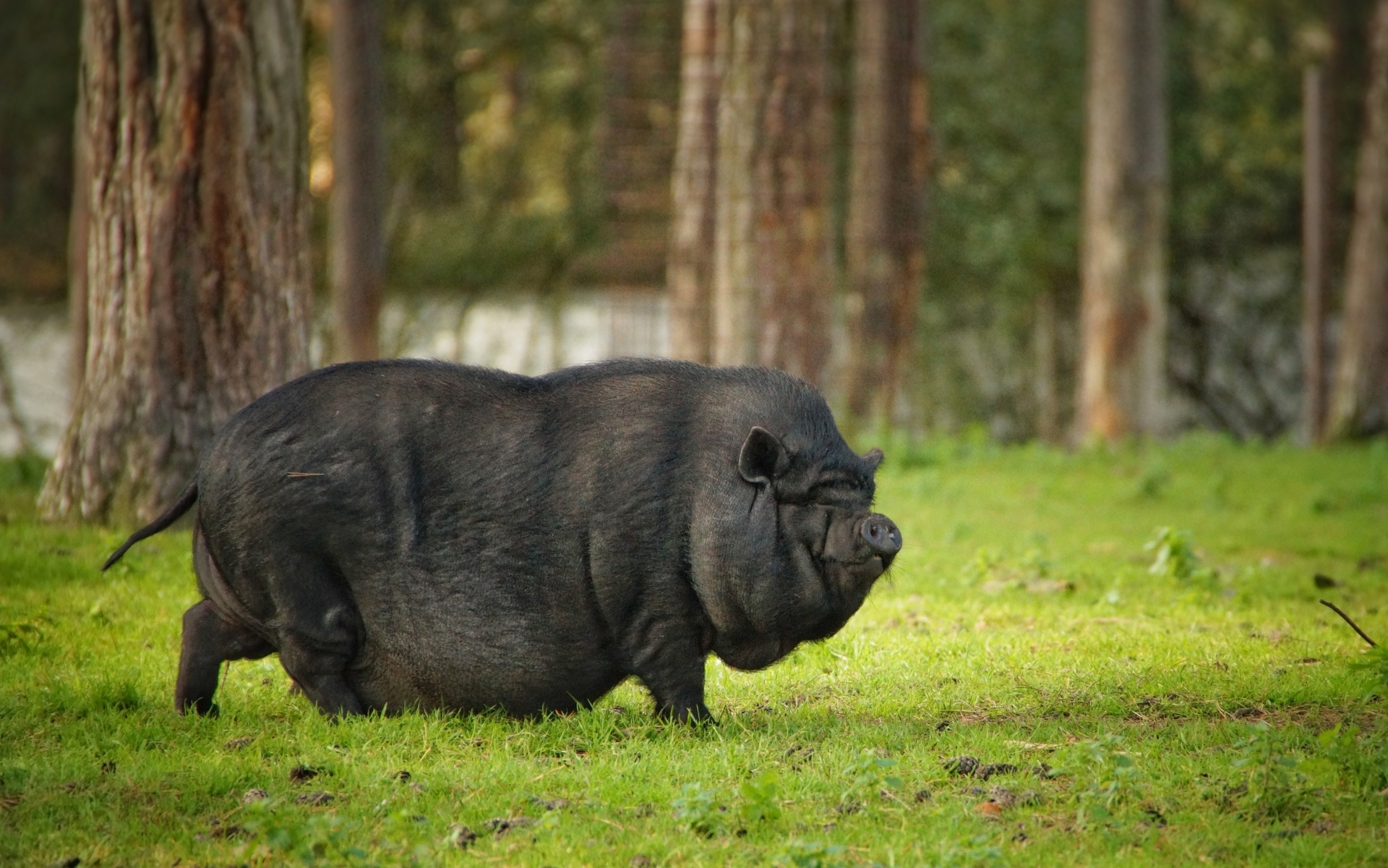 Черная карликовая свинья в парке